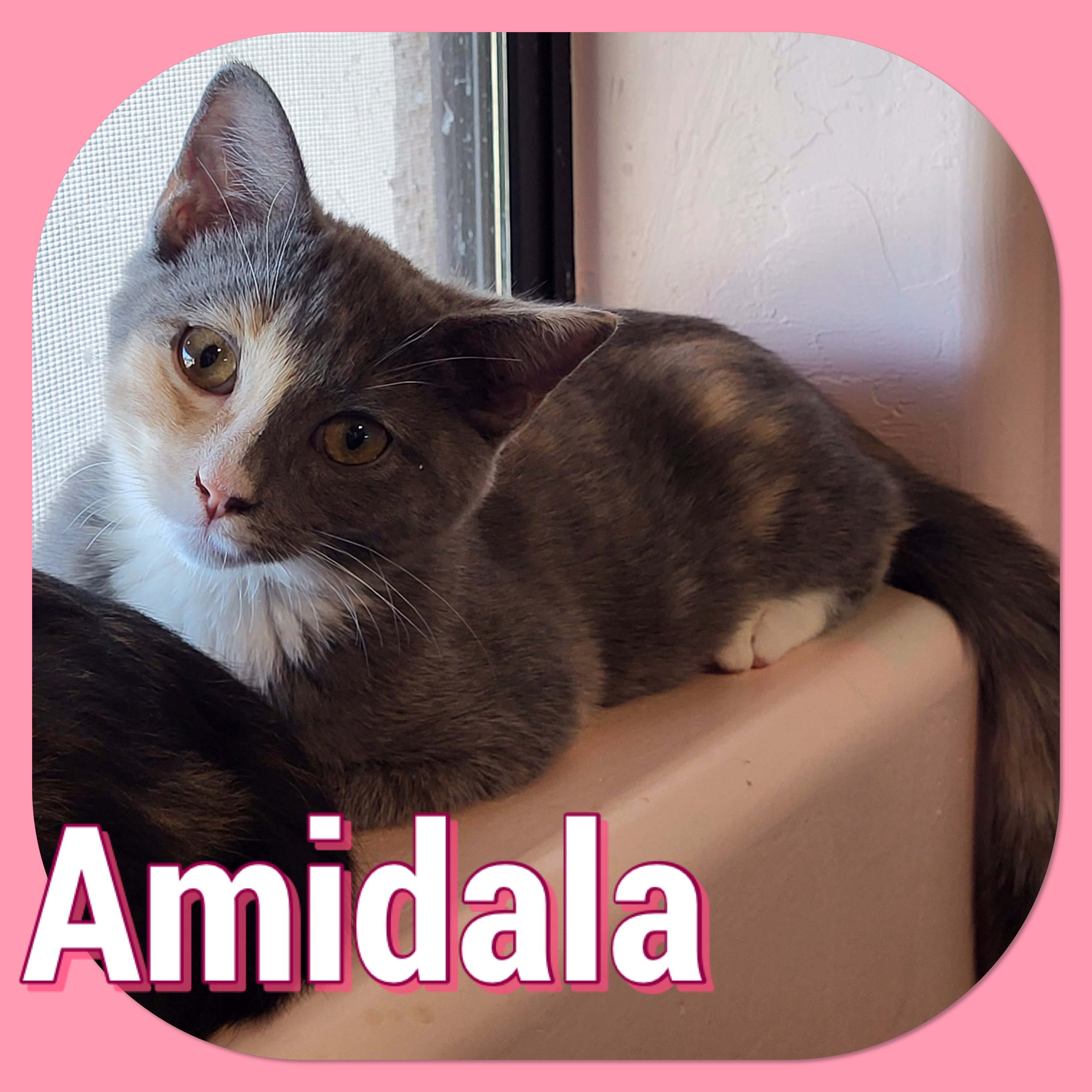 Amidala, an adopted Domestic Short Hair in Tucson, AZ_image-1