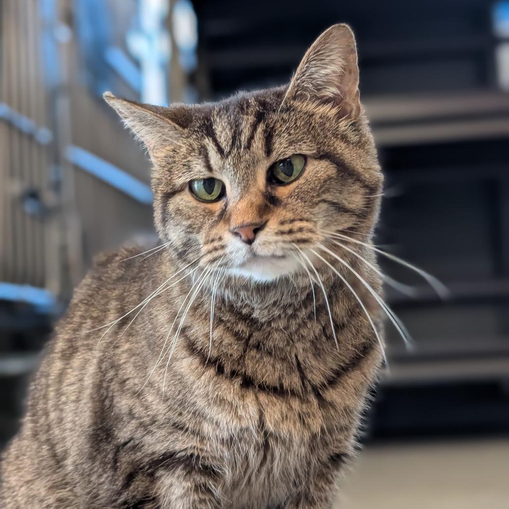 Yardley, Adoptable, Senior Female Domestic Short Hair.