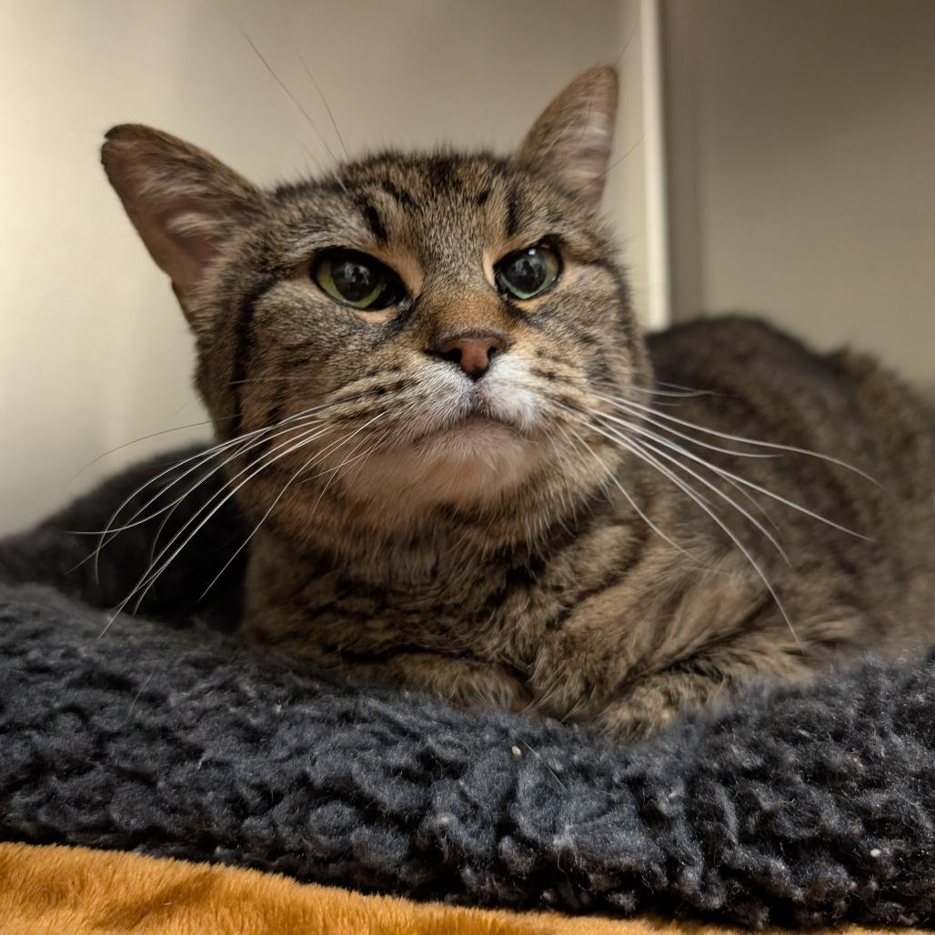Enlarge Yardley, a Adoptable Domestic Short Hair in Asheville, NC image 1/3