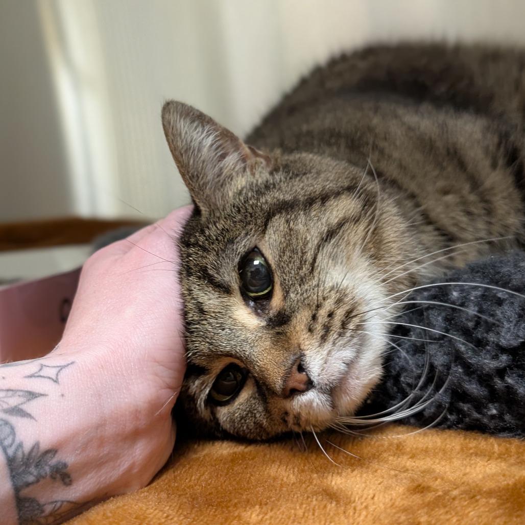 Enlarge Yardley, a Adoptable Domestic Short Hair in Asheville, NC image 2/3