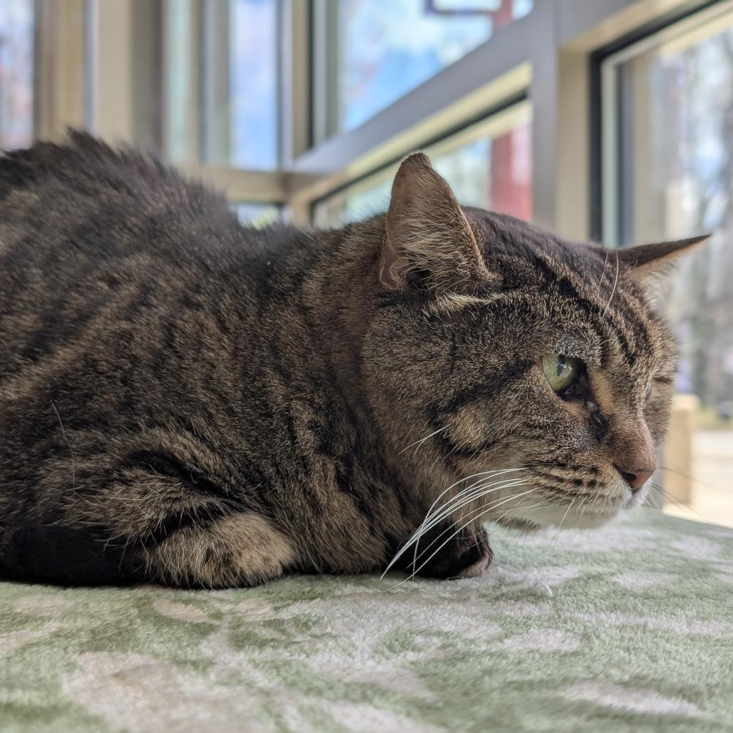 Enlarge Yardley, a Adoptable Domestic Short Hair in Asheville, NC image 2/6