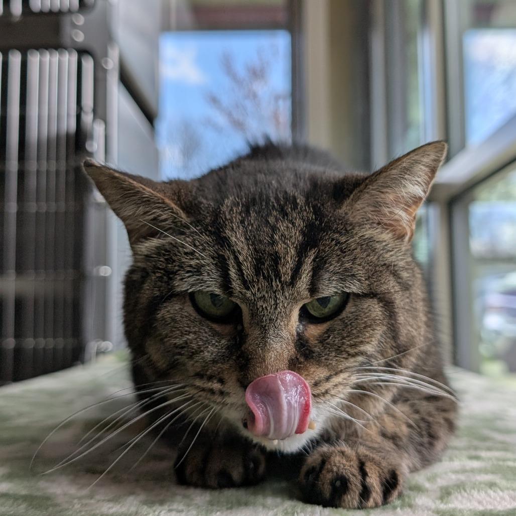 Enlarge Yardley, a Adoptable Domestic Short Hair in Asheville, NC image 3/6