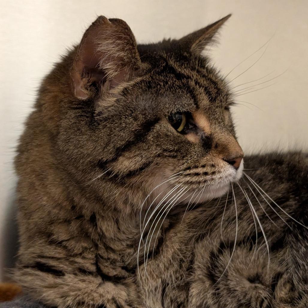 Enlarge Yardley, a Adoptable Domestic Short Hair in Asheville, NC image 3/3