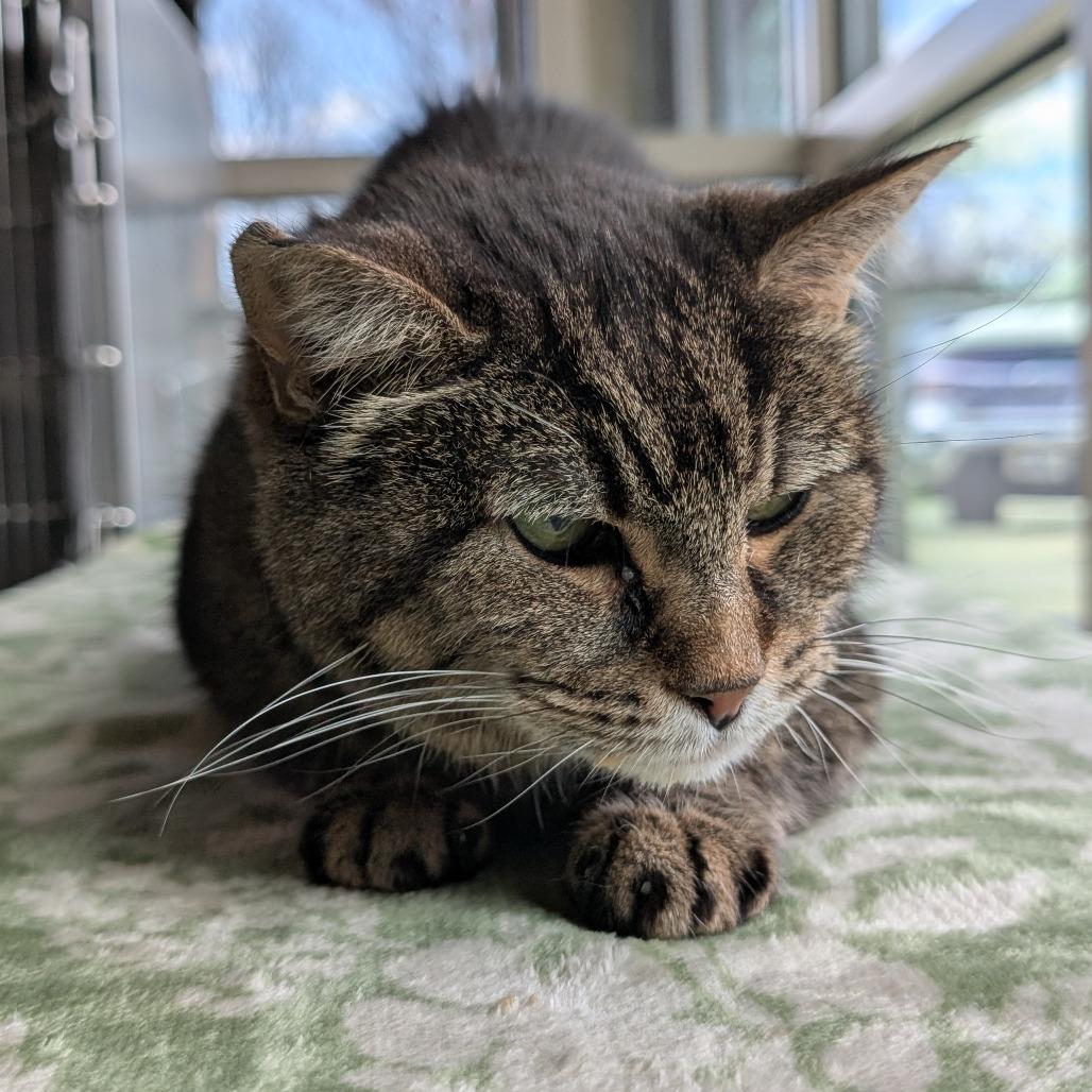 Enlarge Yardley, a Adoptable Domestic Short Hair in Asheville, NC image 4/6