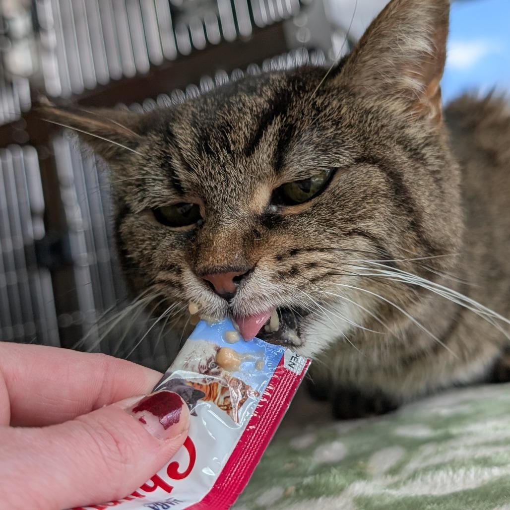 Enlarge Yardley, a Adoptable Domestic Short Hair in Asheville, NC image 5/6