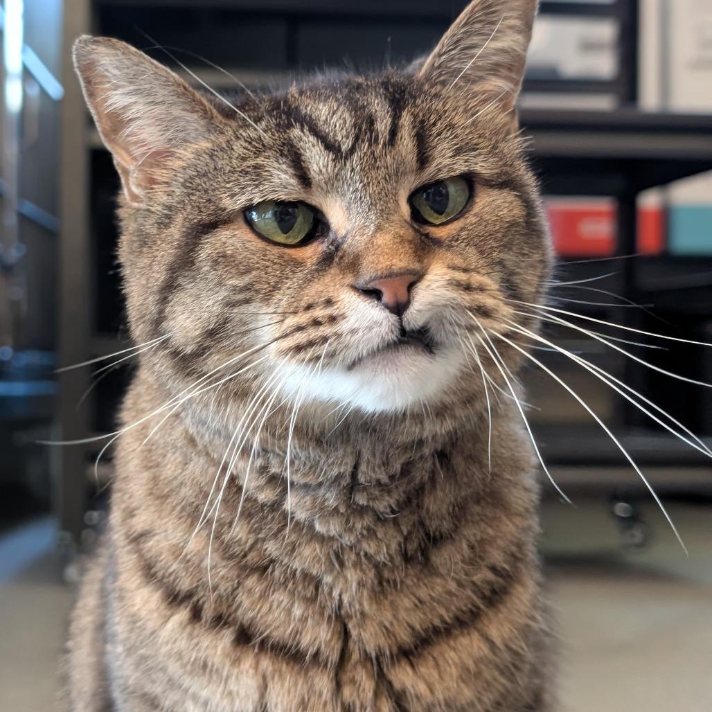 Enlarge Yardley, a Adoptable Domestic Short Hair in Asheville, NC image 6/6