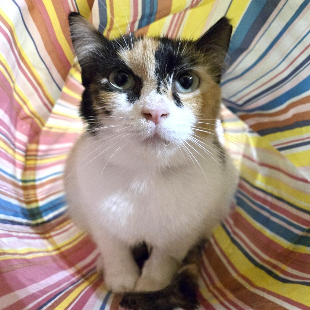 Enlarge Jewel, a Adoptable Domestic Short Hair in Harlingen, TX image 1/2