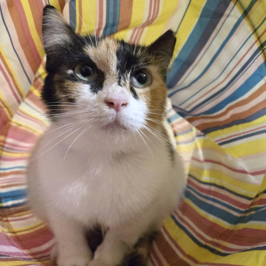 Enlarge Jewel, a Adoptable Domestic Short Hair in Harlingen, TX image 2/2