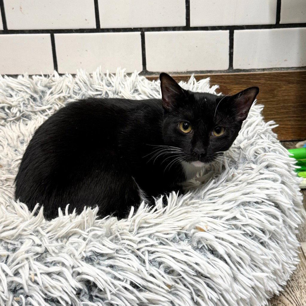 Vel, Adoptable, Adult Female Domestic Short Hair.