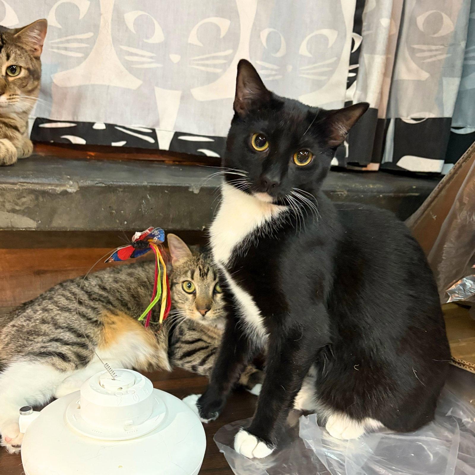 Enlarge Vel, a Adoptable Domestic Short Hair in Brooklyn, NY image 2/2