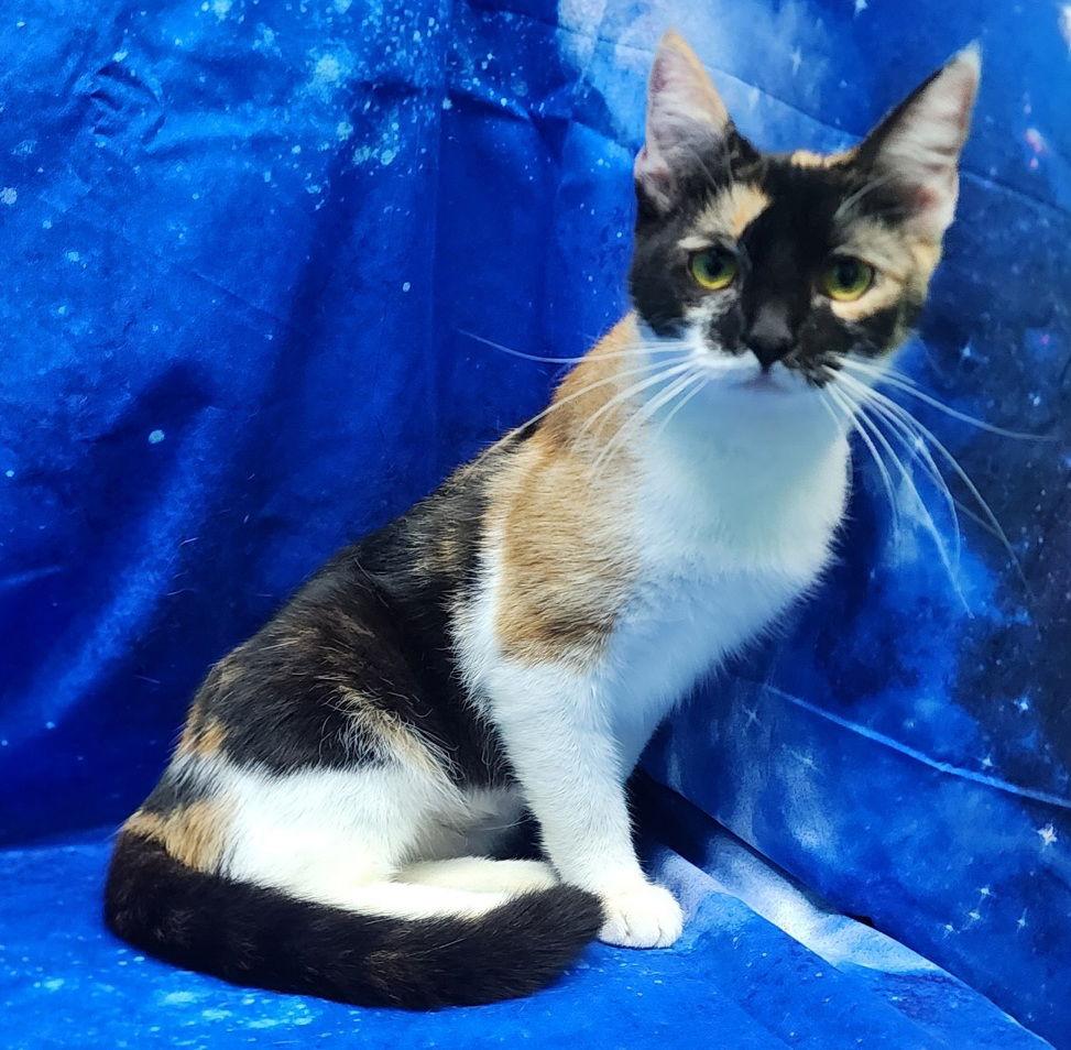 251884 Catnip — thumbnail 2