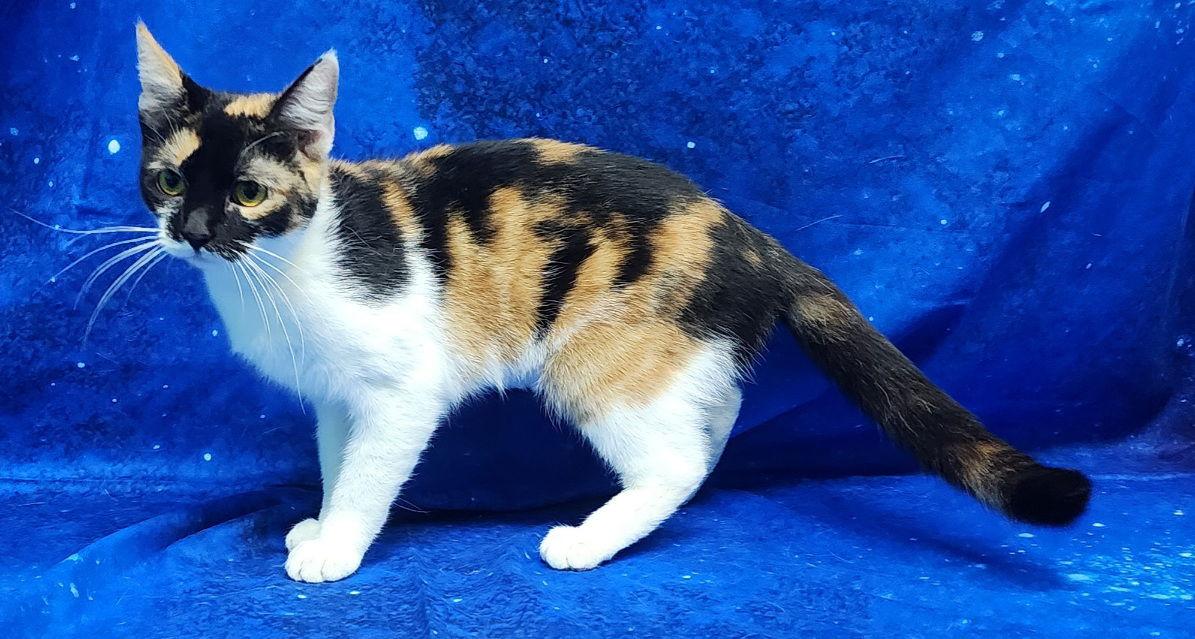 251884 Catnip — thumbnail 3