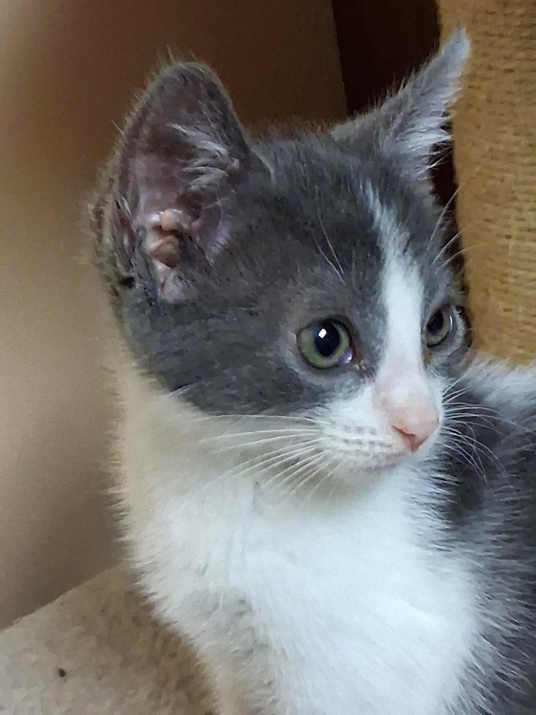 Emily, an adoptable Domestic Short Hair in Wayne, NJ_image-1