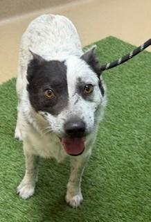 Patches 179471, Adoptable, Adult Male Australian Cattle Dog / Blue Heeler.