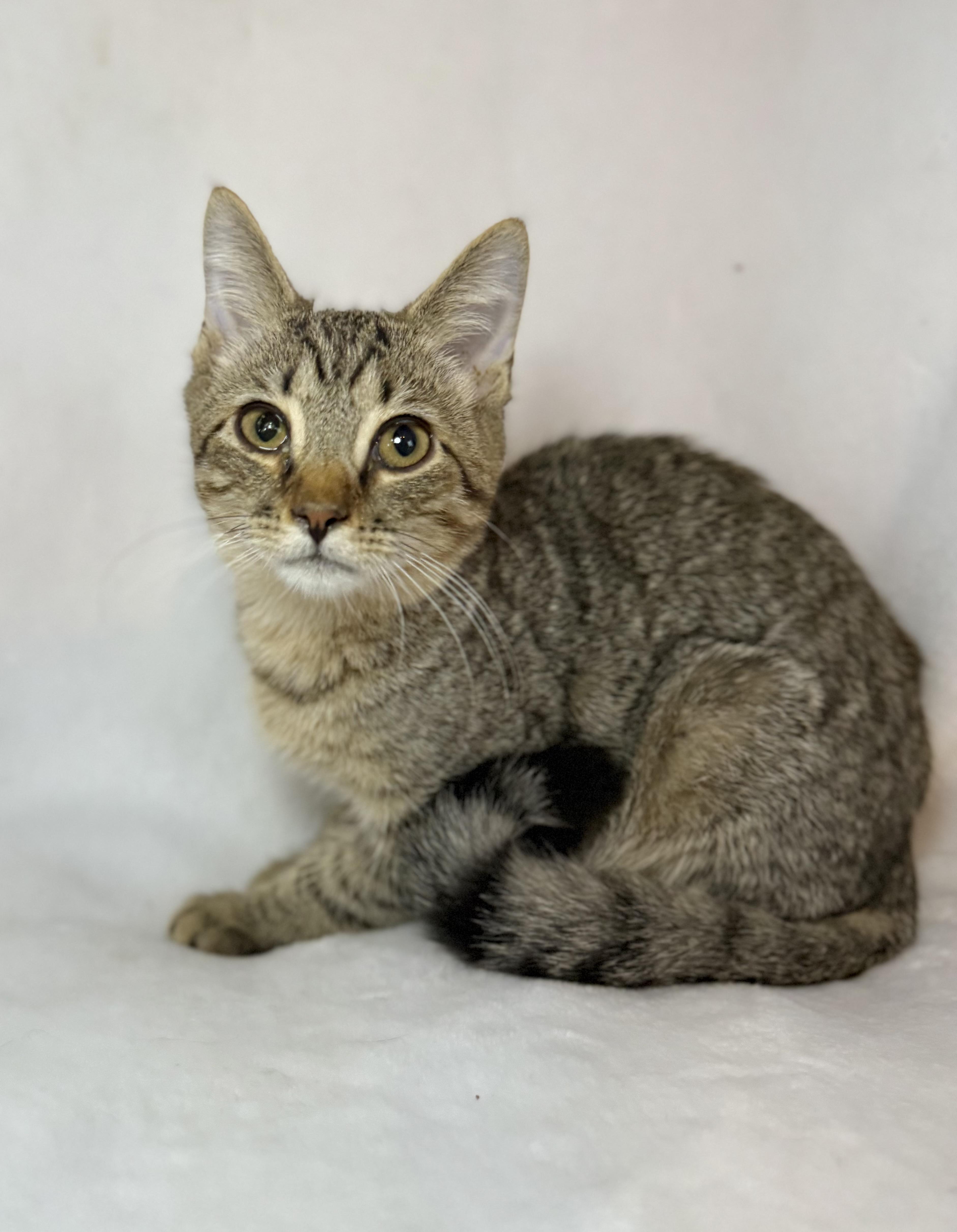Peter Pan, Adoptable, Kitten Male Domestic Short Hair & Tabby.