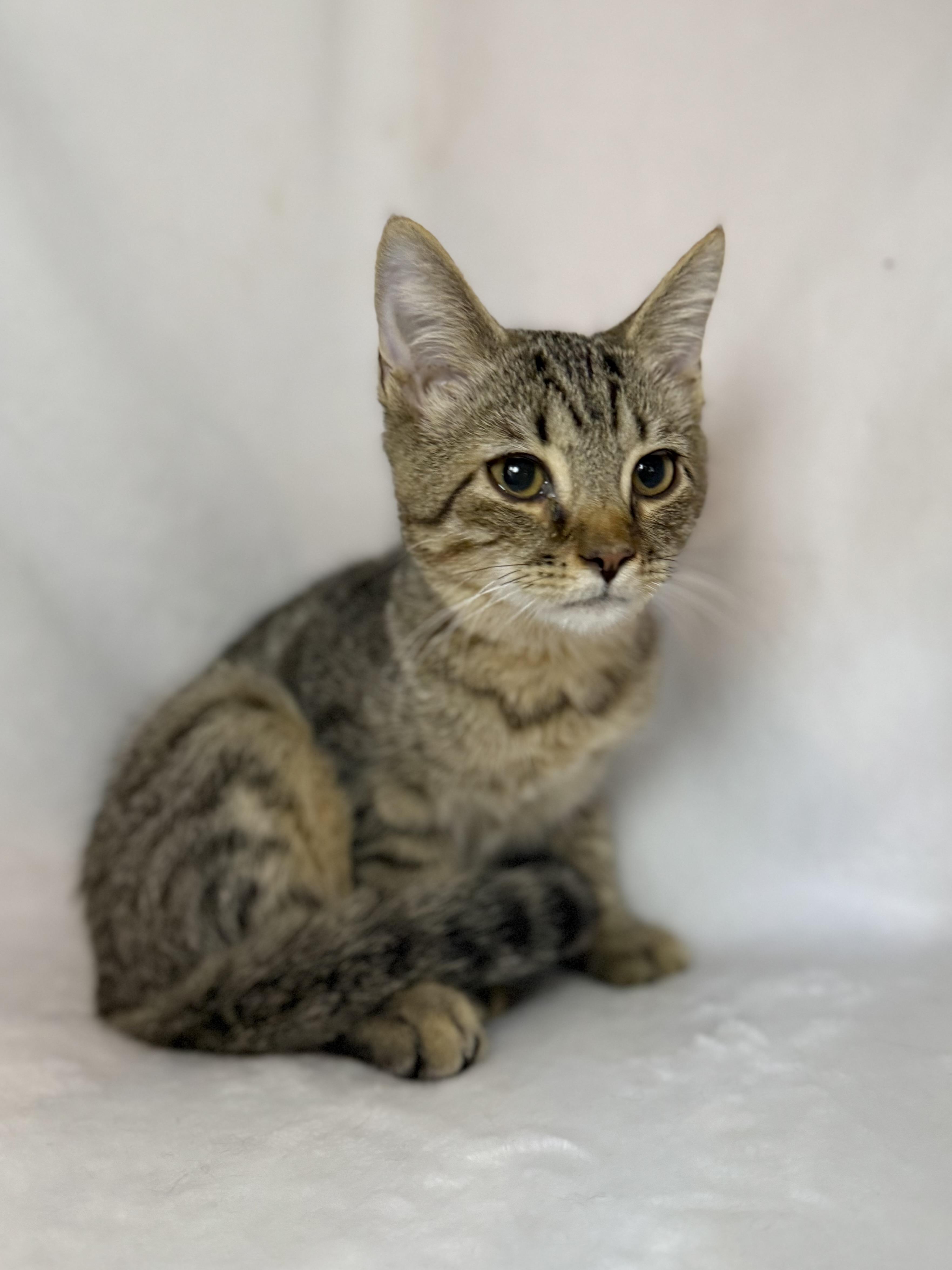 Enlarge Peter Pan, a Adoptable mixed breed in Greensboro, NC image 2/4