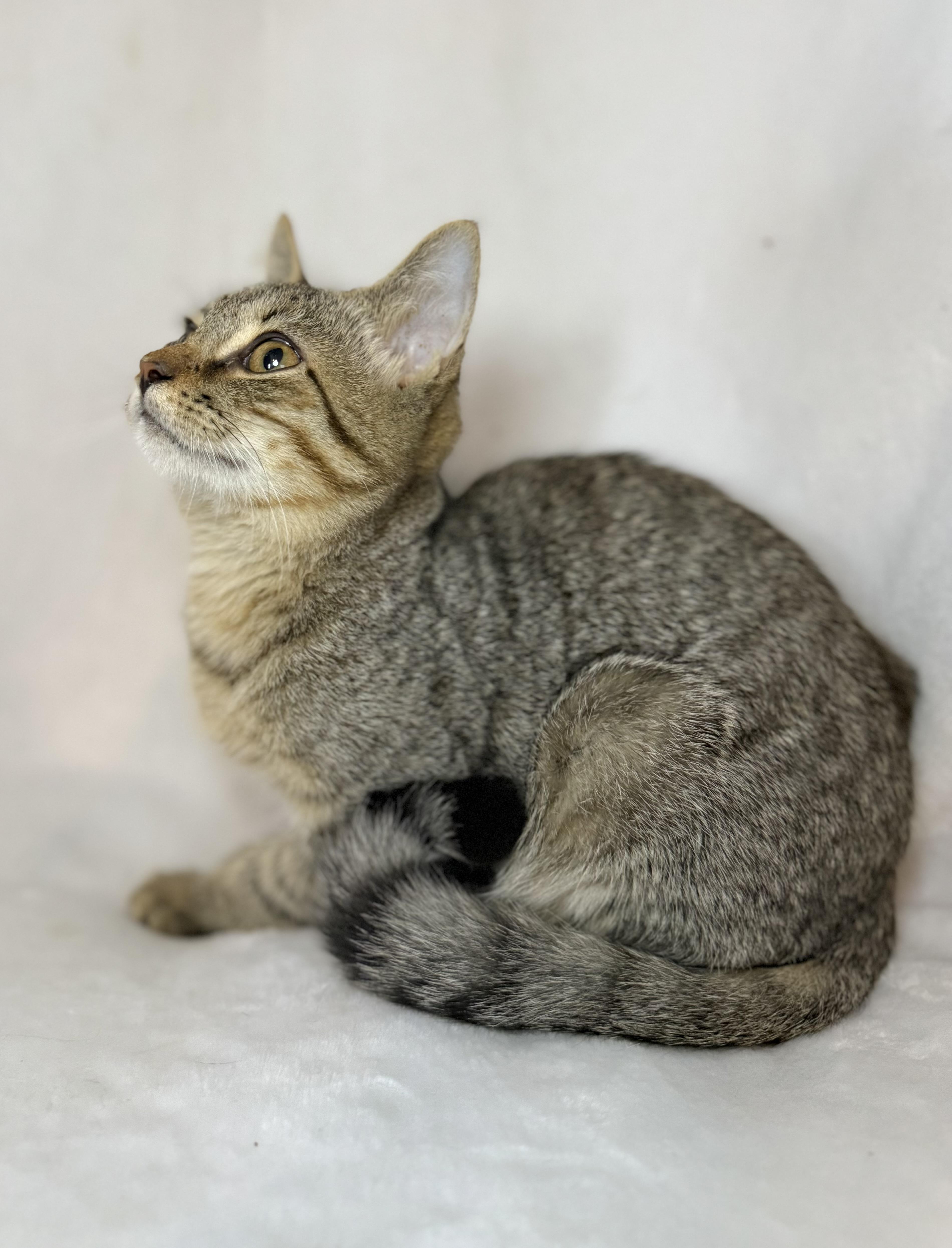 Enlarge Peter Pan, a Adoptable mixed breed in Greensboro, NC image 3/4