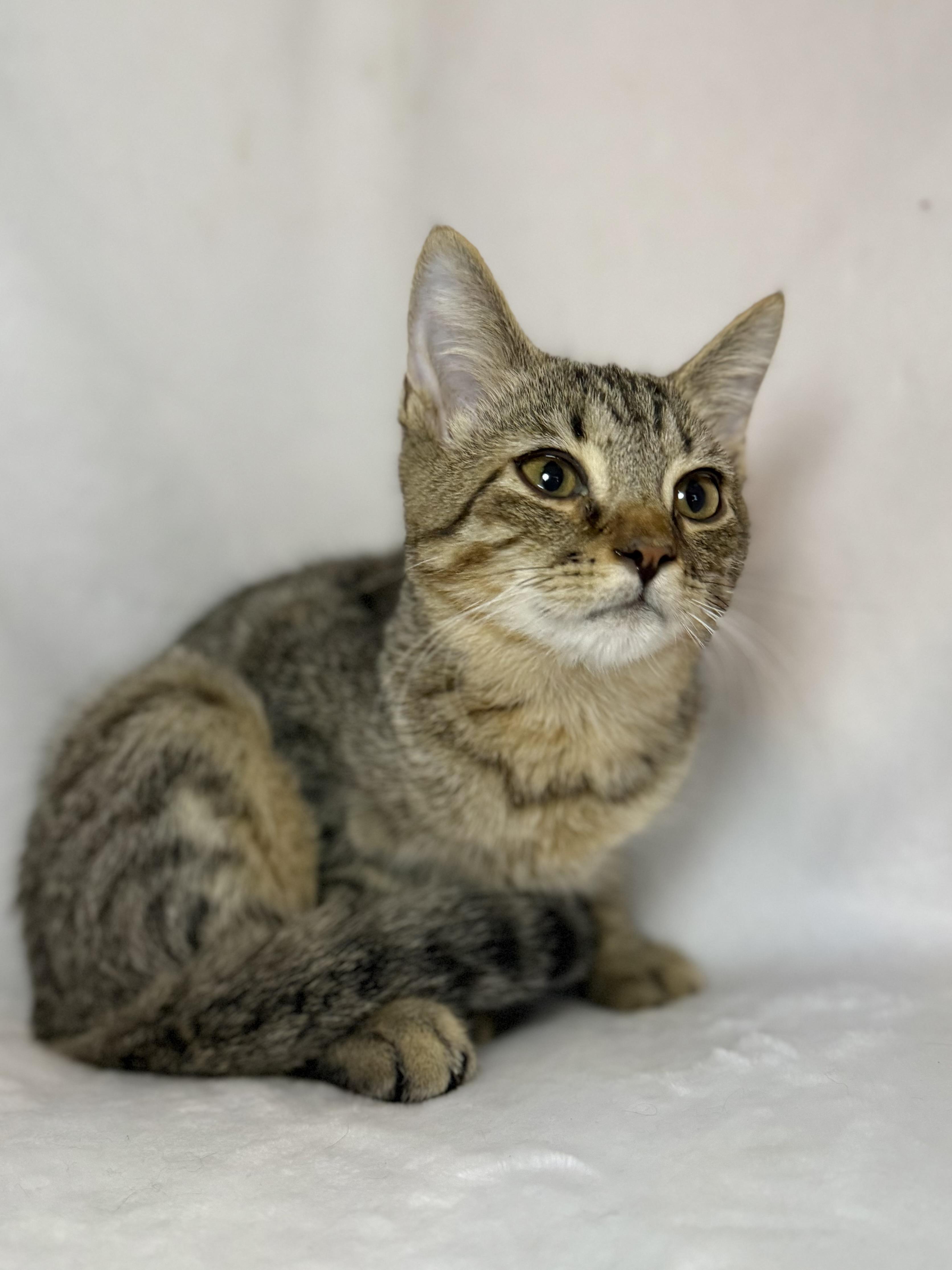 Enlarge Peter Pan, a Adoptable mixed breed in Greensboro, NC image 4/4