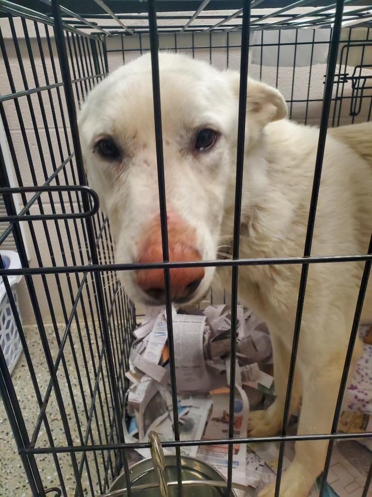 Fang, Adoptable, Adult Male White German Shepherd.