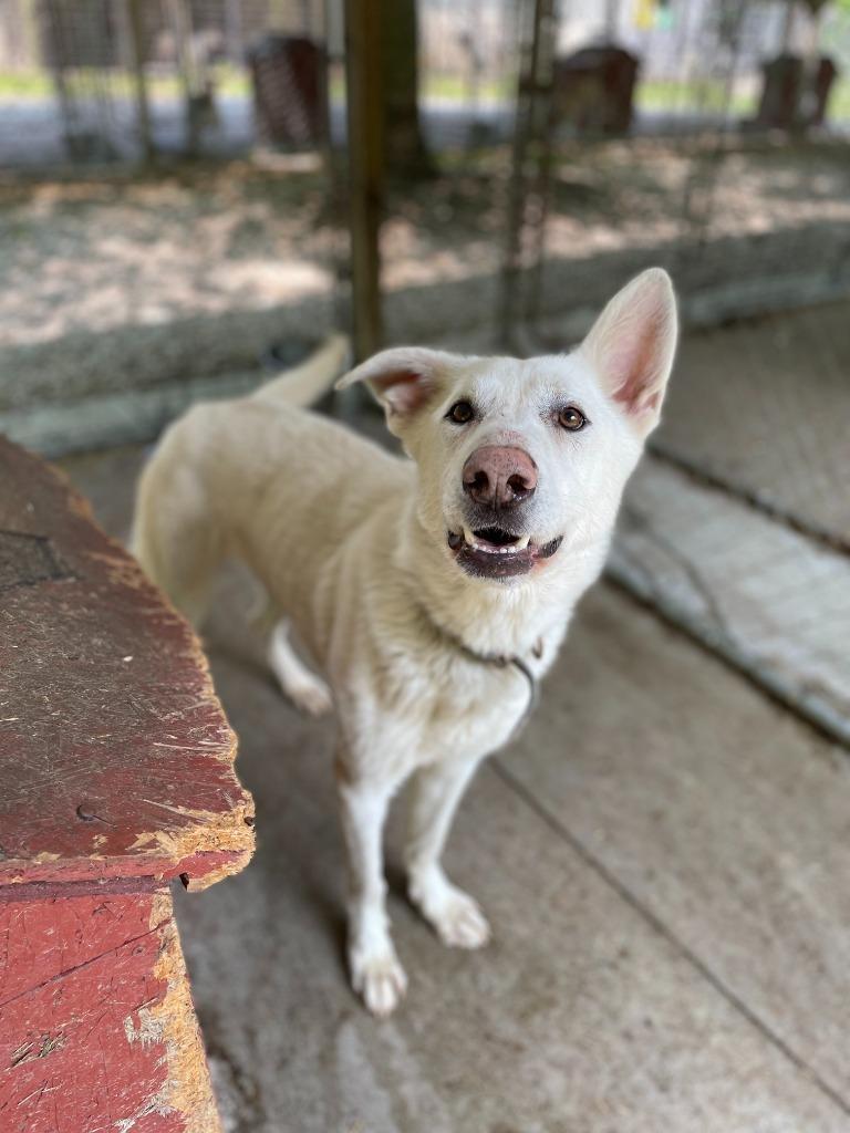 Enlarge Fang, a Adoptable White German Shepherd in Saint Clairsville, OH image 3/3
