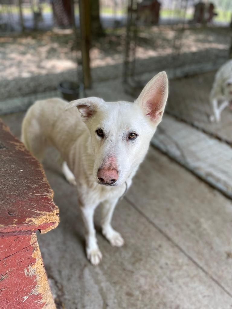 Enlarge Fang, a Adoptable White German Shepherd in Saint Clairsville, OH image 3/3
