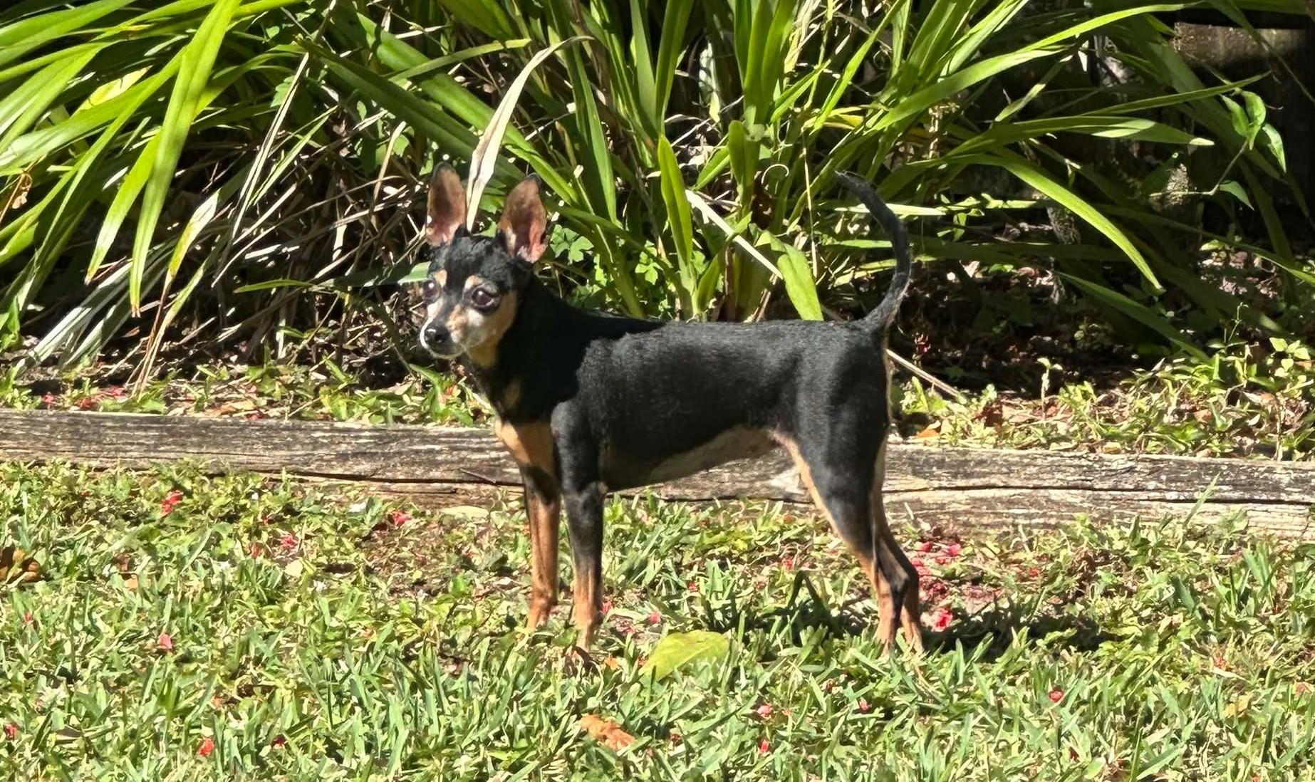 Enlarge Noelle, a Adopted Miniature Pinscher in Palatka, FL image 2/4