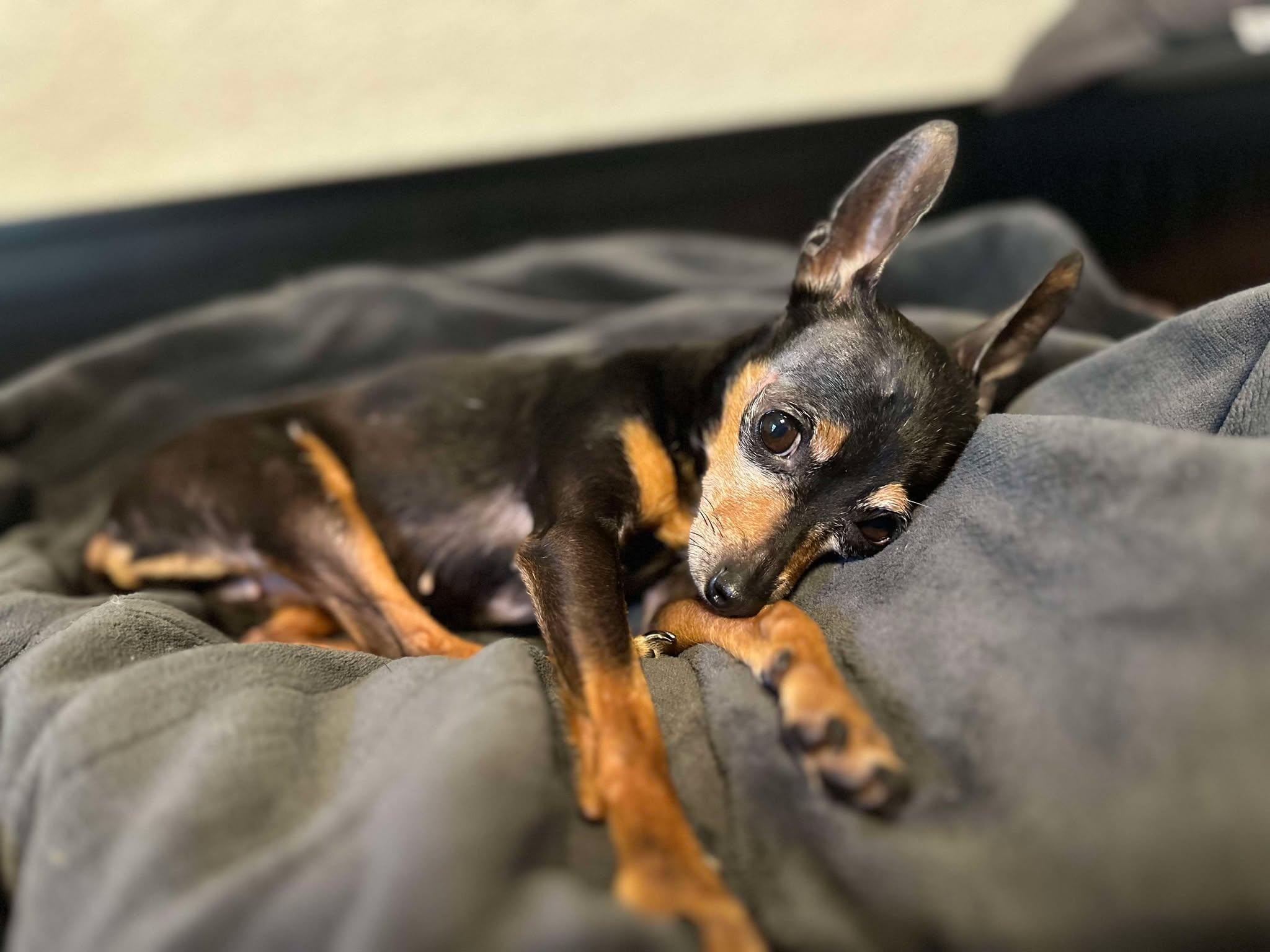 Enlarge Noelle, a Adopted Miniature Pinscher in Palatka, FL image 4/4