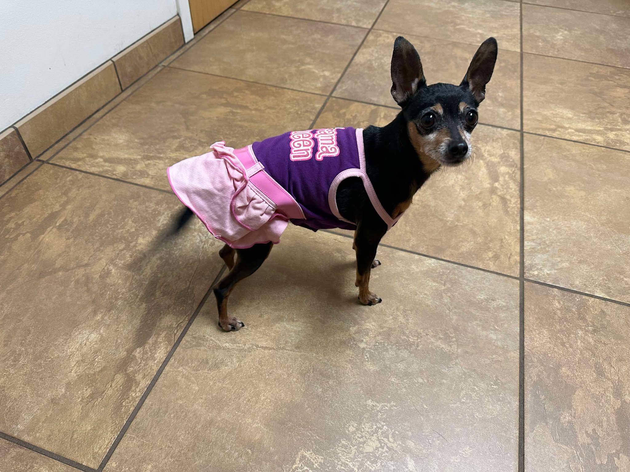 Enlarge Noelle, a Adopted Miniature Pinscher in Palatka, FL image 3/4