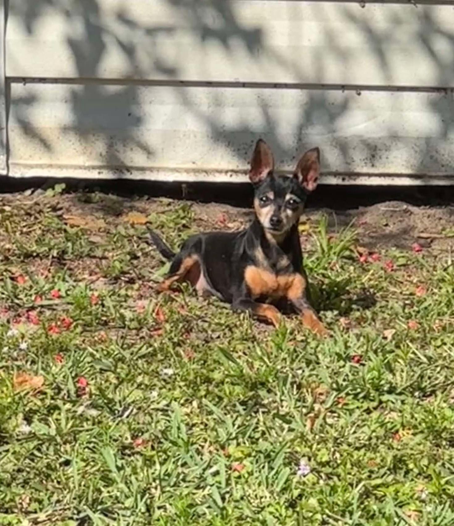 Enlarge Noelle, a Adopted Miniature Pinscher in Palatka, FL image 1/4