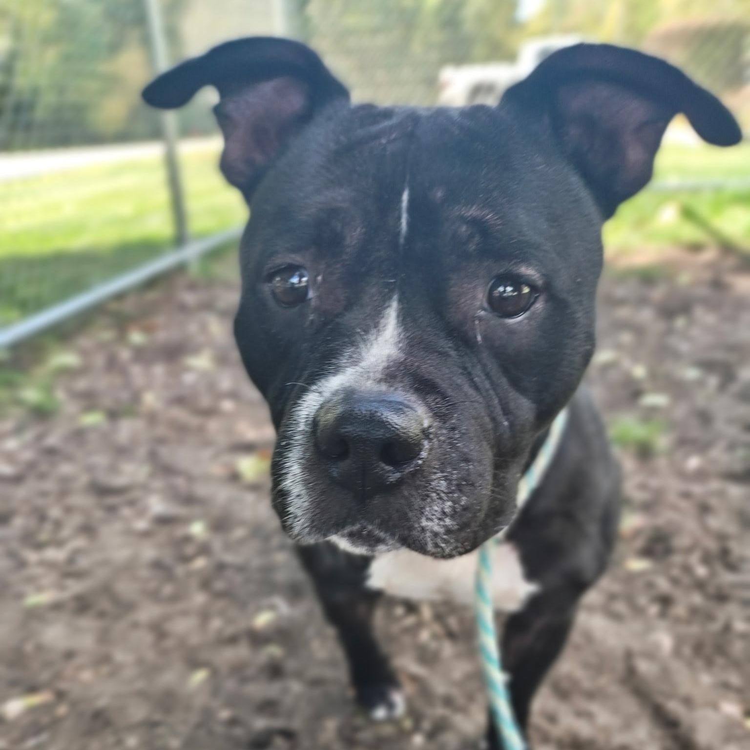 Enlarge Brie, a Adoptable mixed breed in Mount Pleasant, MI image 3/3