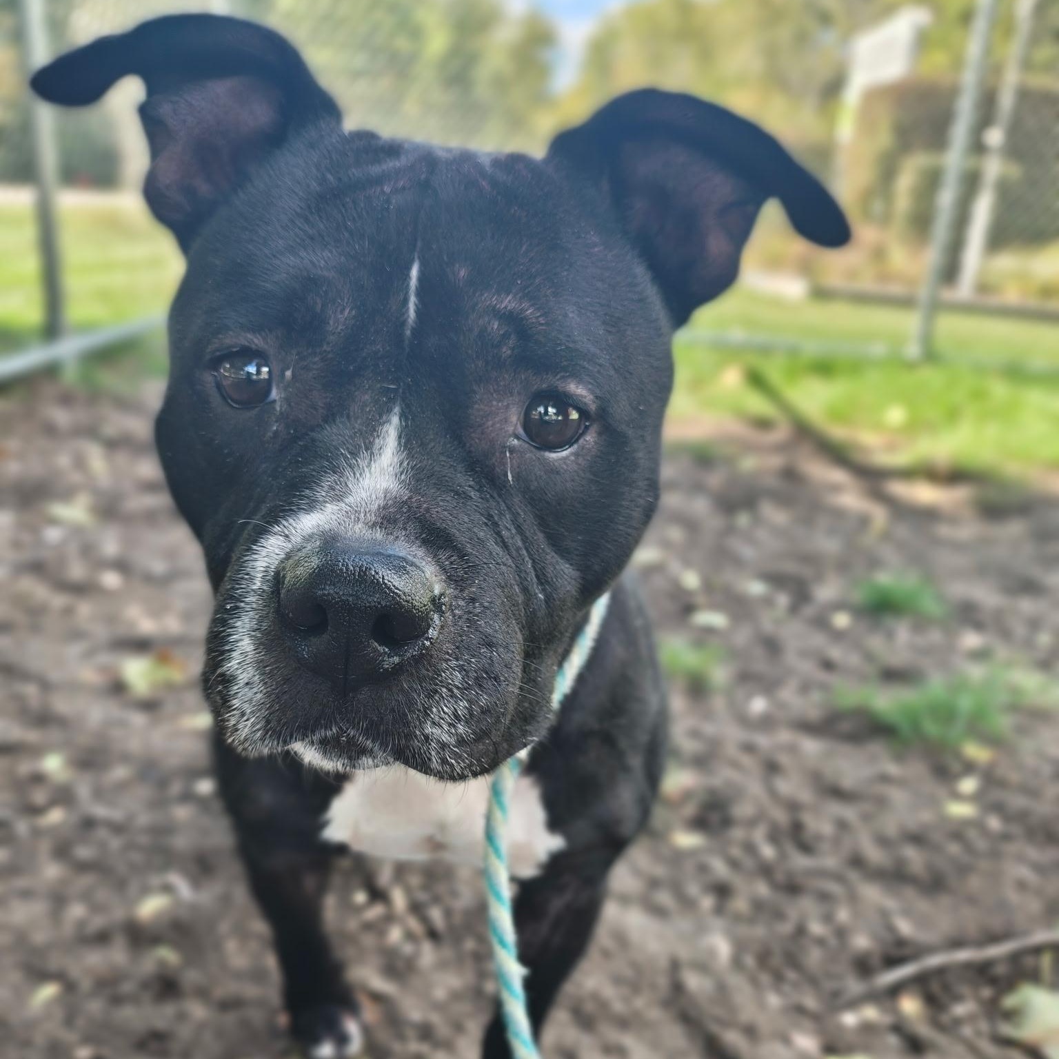 Brie, Adoptable, Adult Female American Bulldog.
