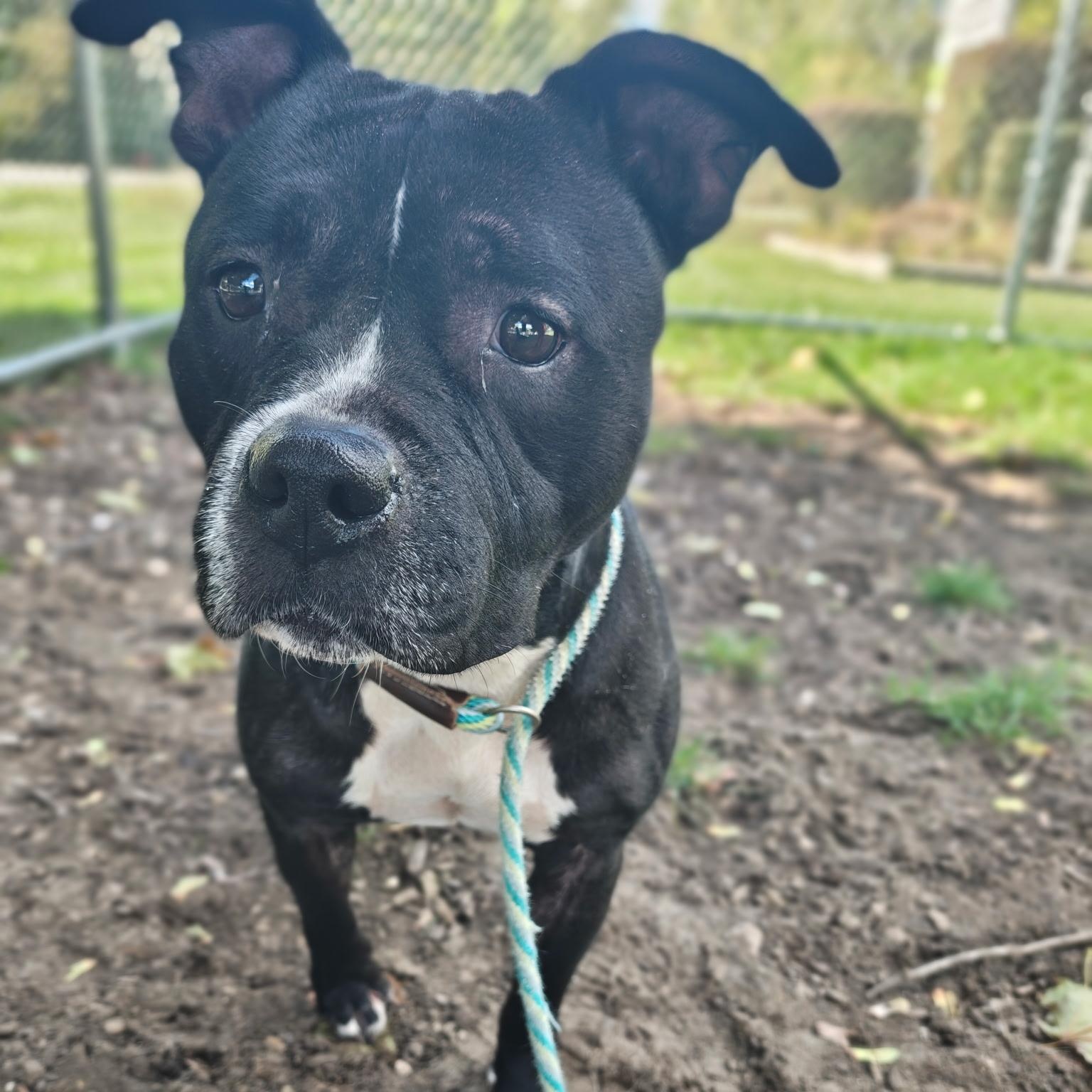 Enlarge Brie, a Adoptable mixed breed in Mount Pleasant, MI image 2/3