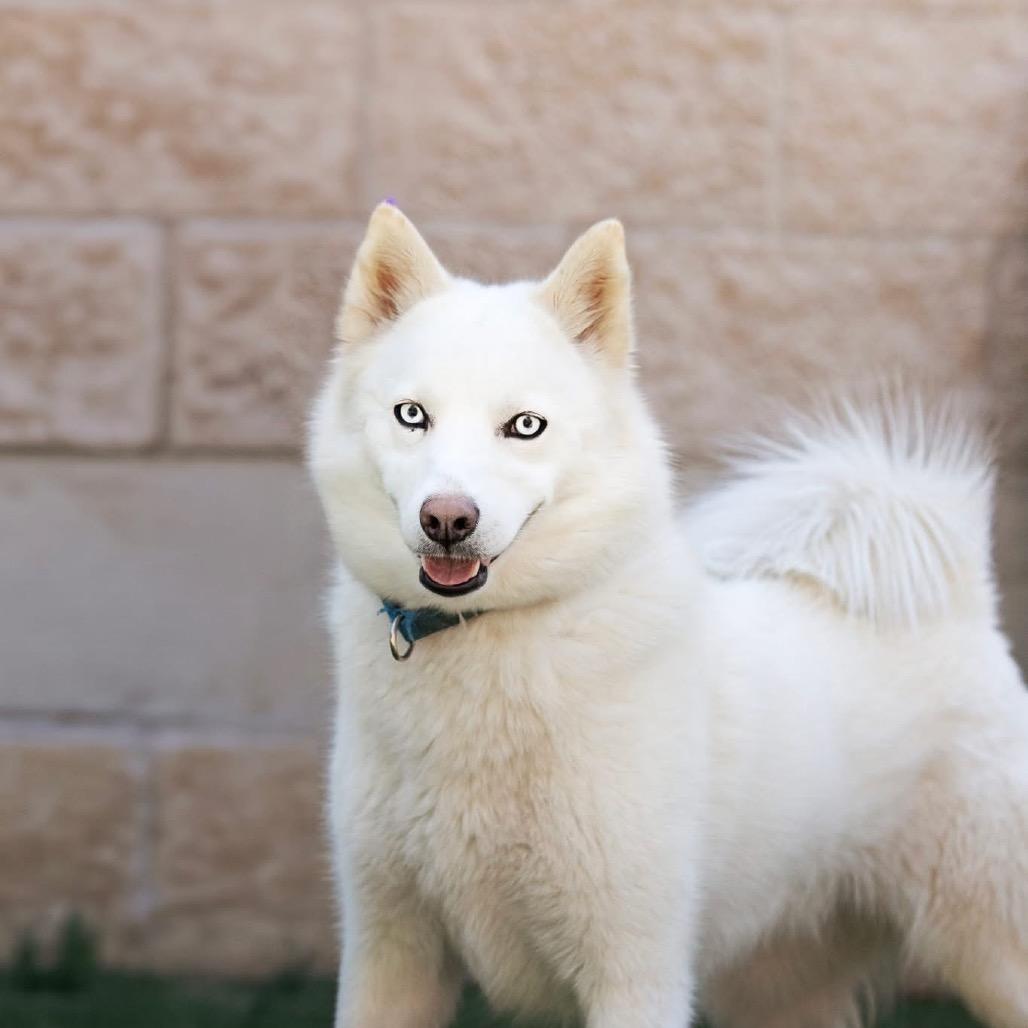 Enlarge Loki, a Adoptable American Eskimo Dog in Belleville, IL image 2/2