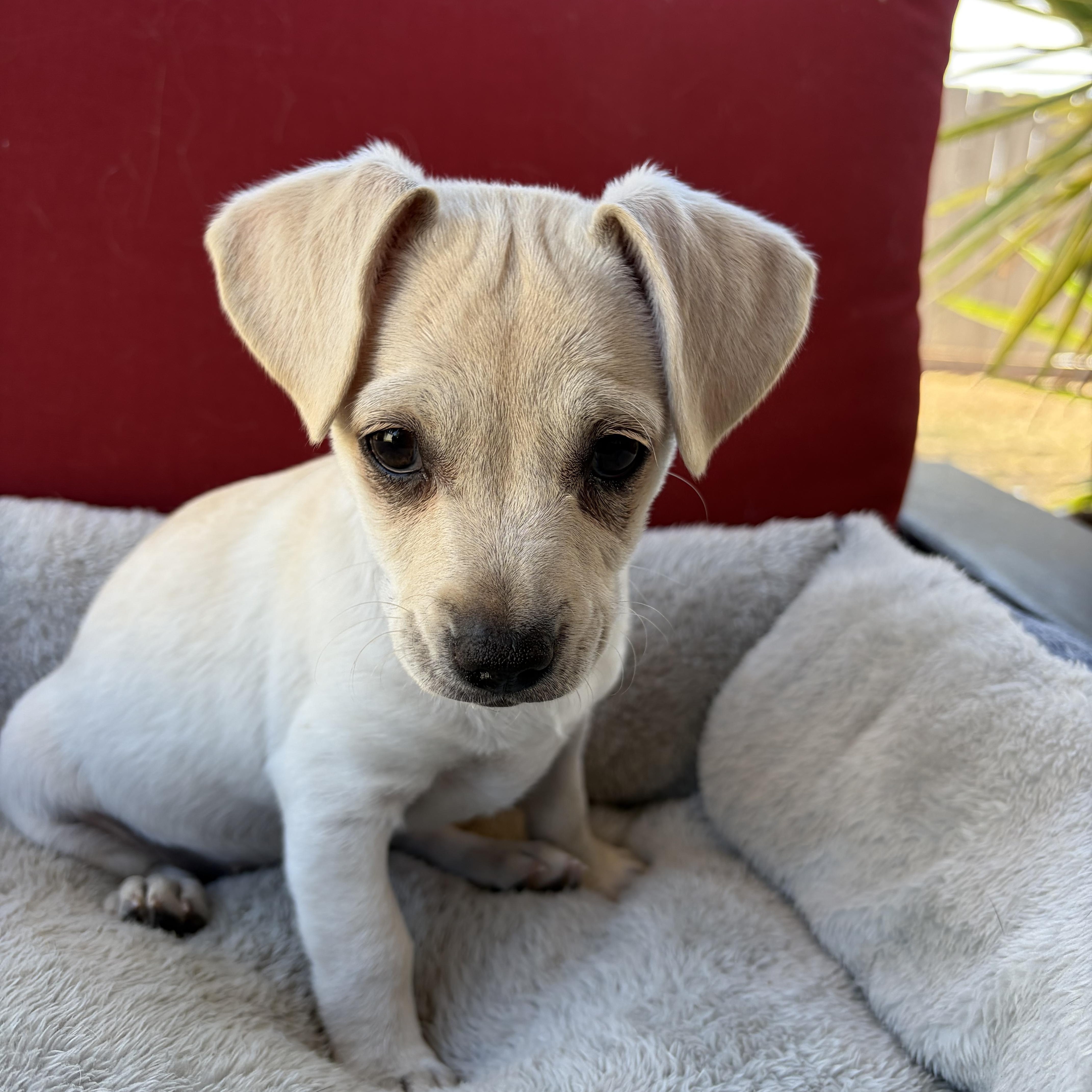 Yuki, Adopted, Puppy Female Chihuahua & Pug.