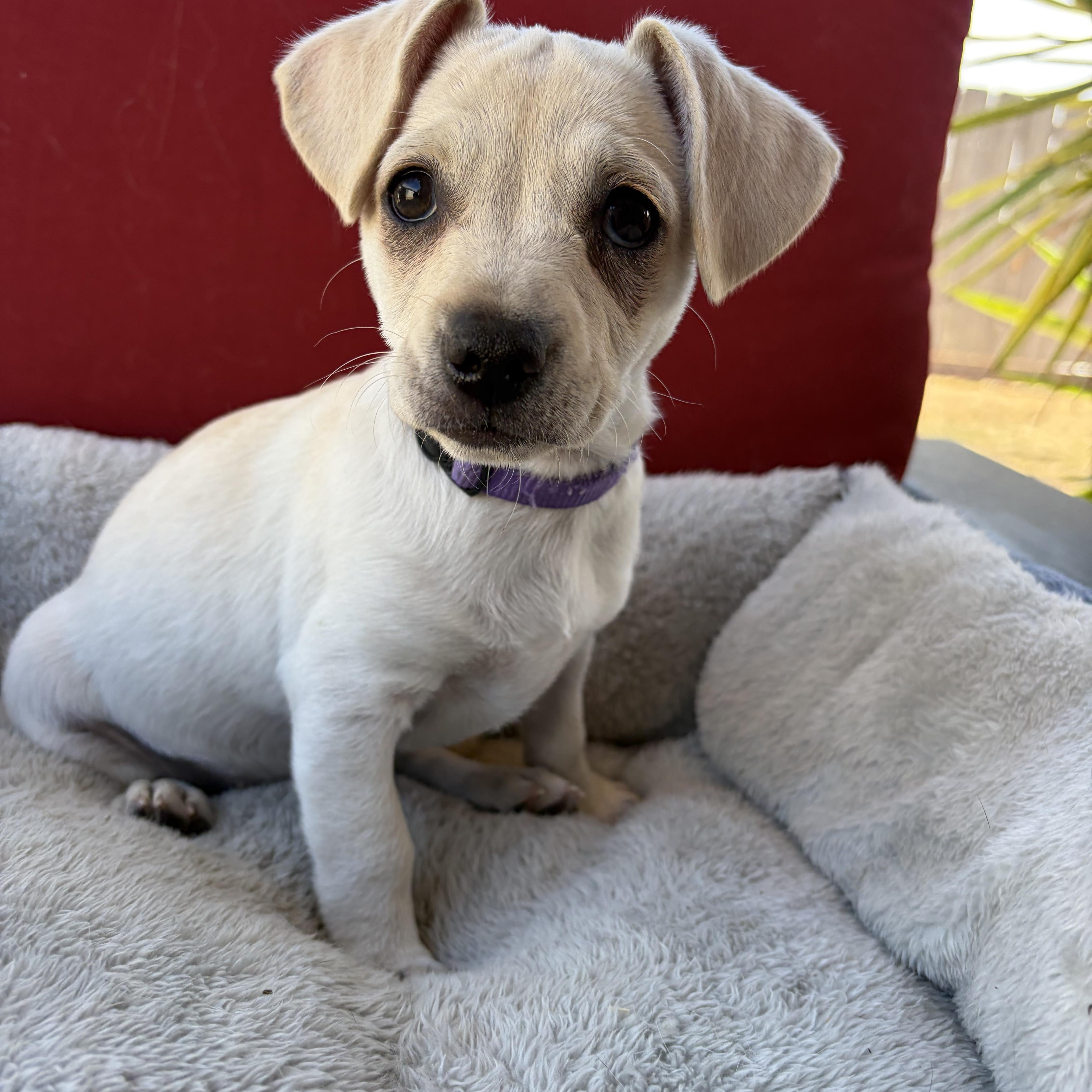 Enlarge Yuki, a Adopted mixed breed in Poway, CA image 4/4