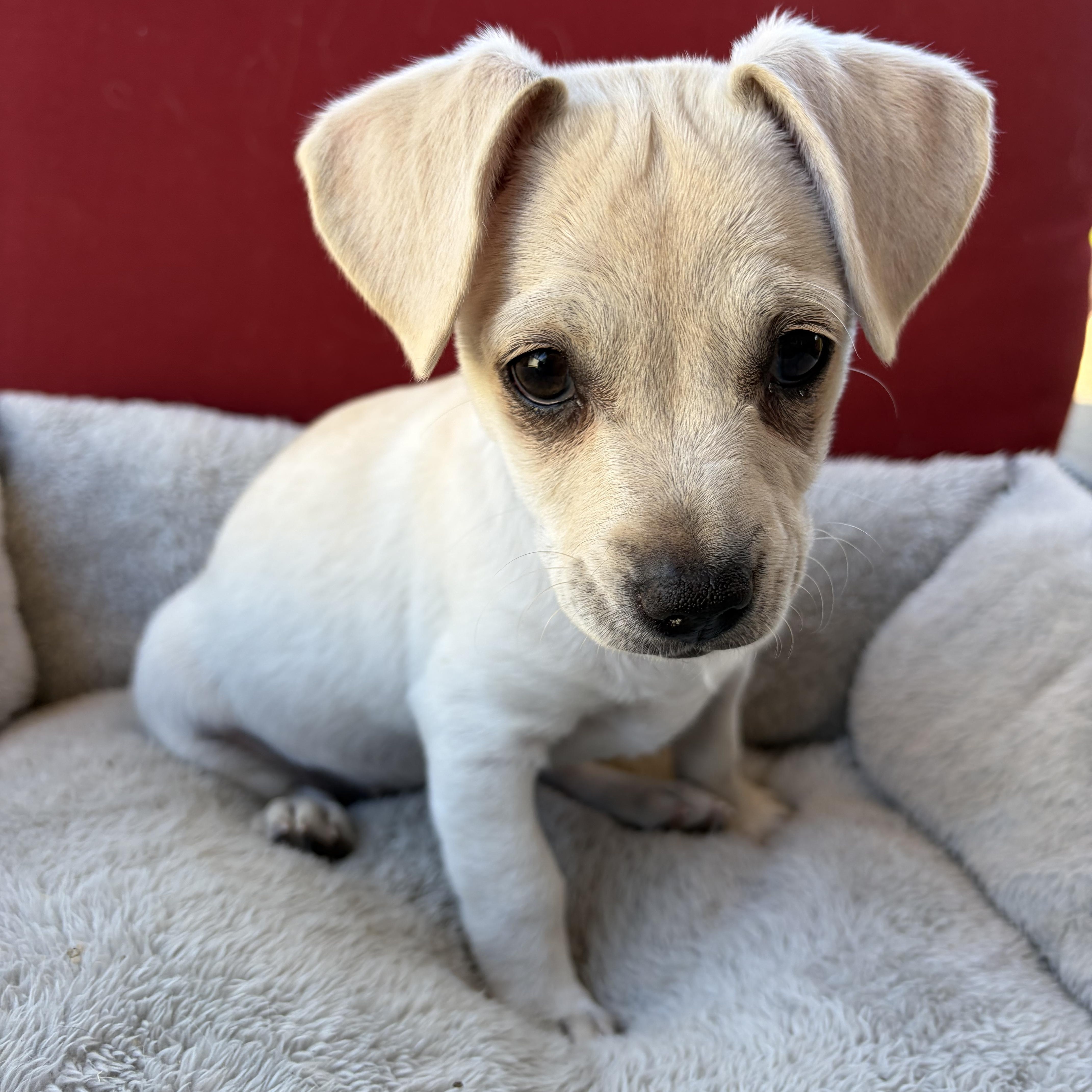 Enlarge Yuki, a Adopted mixed breed in Poway, CA image 2/4