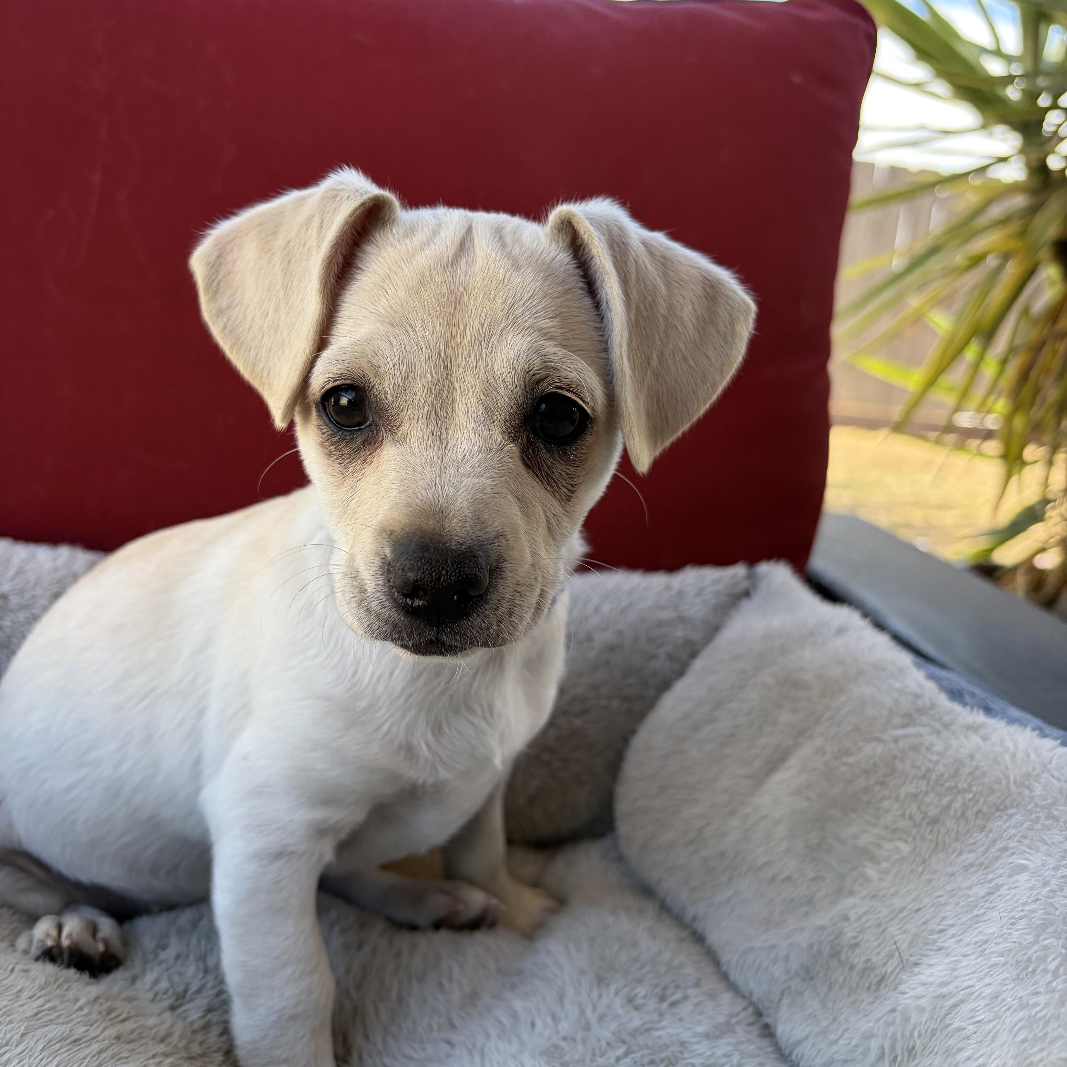 Enlarge Yuki, a Adopted mixed breed in Poway, CA image 3/4