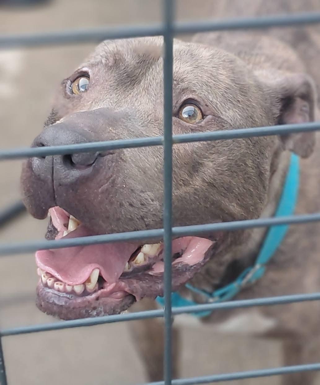 MOOSE, a Adoptable American Staffordshire Terrier image 5/5