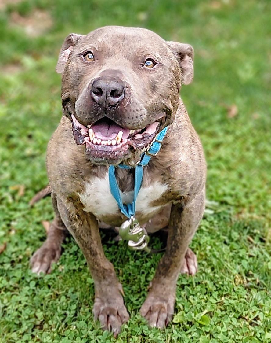 MOOSE, a Adoptable American Staffordshire Terrier image 4/5