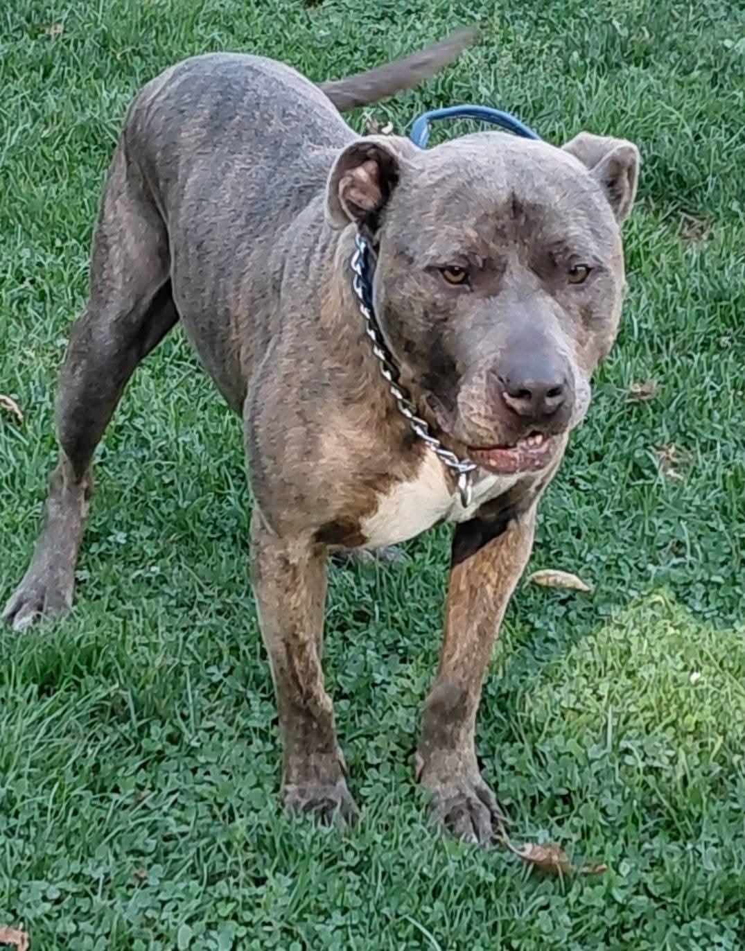 MOOSE, a Adoptable American Staffordshire Terrier image 3/5