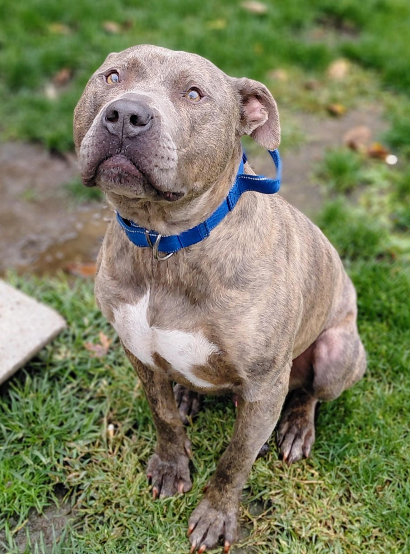 MOOSE, a Adoptable American Staffordshire Terrier image 2/5