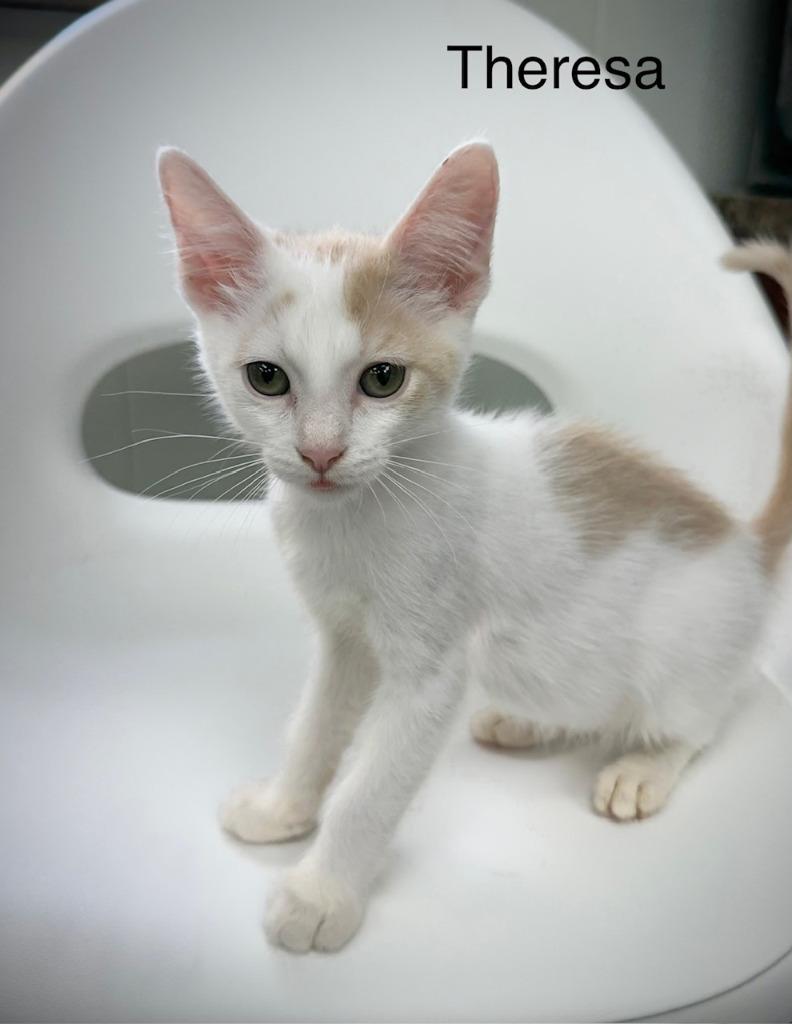 Theresa, Adopted, Kitten Female Domestic Short Hair.