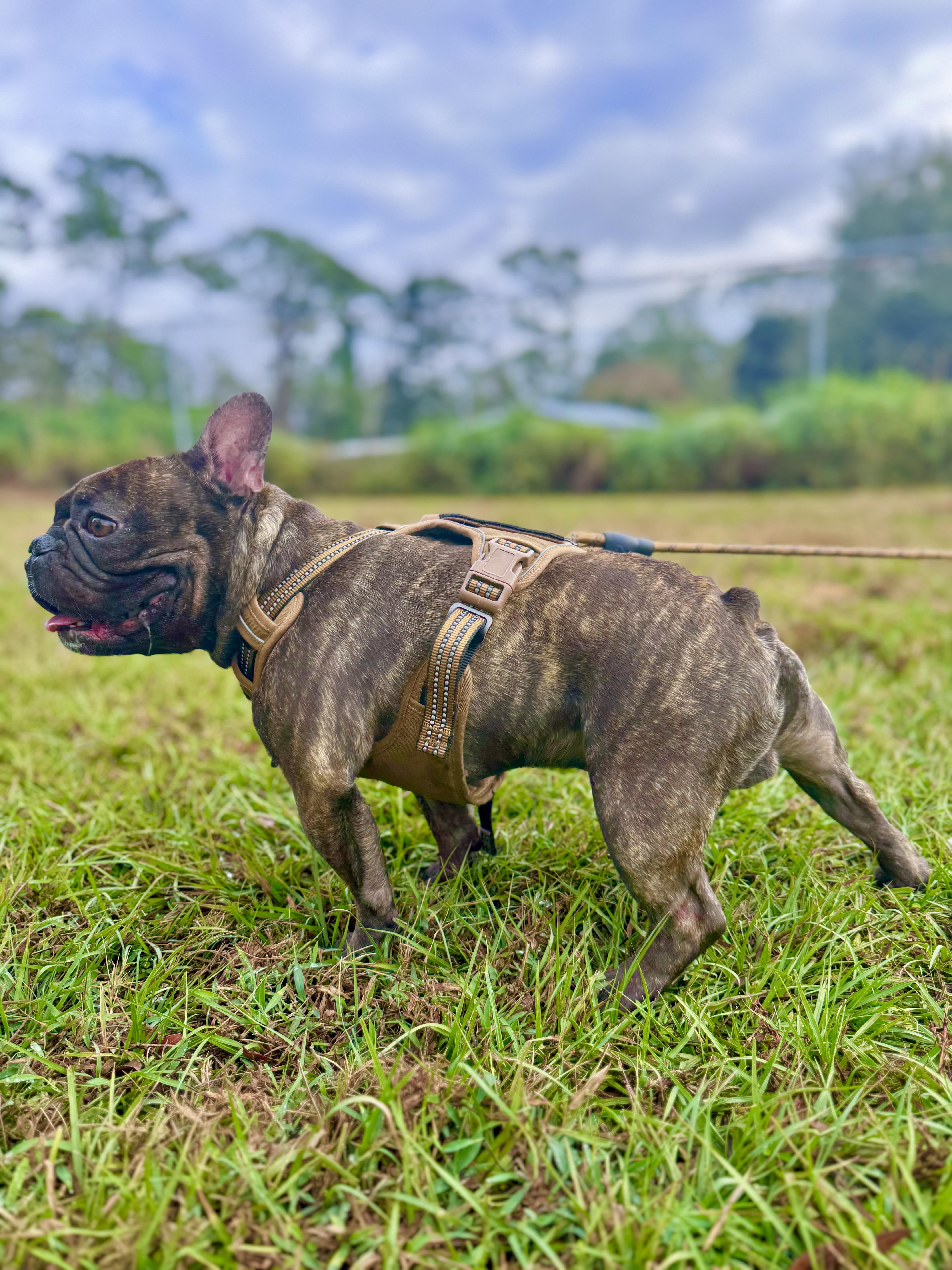 Enlarge Tucker , an adopted French Bulldog in Sebring, FL image 1/3