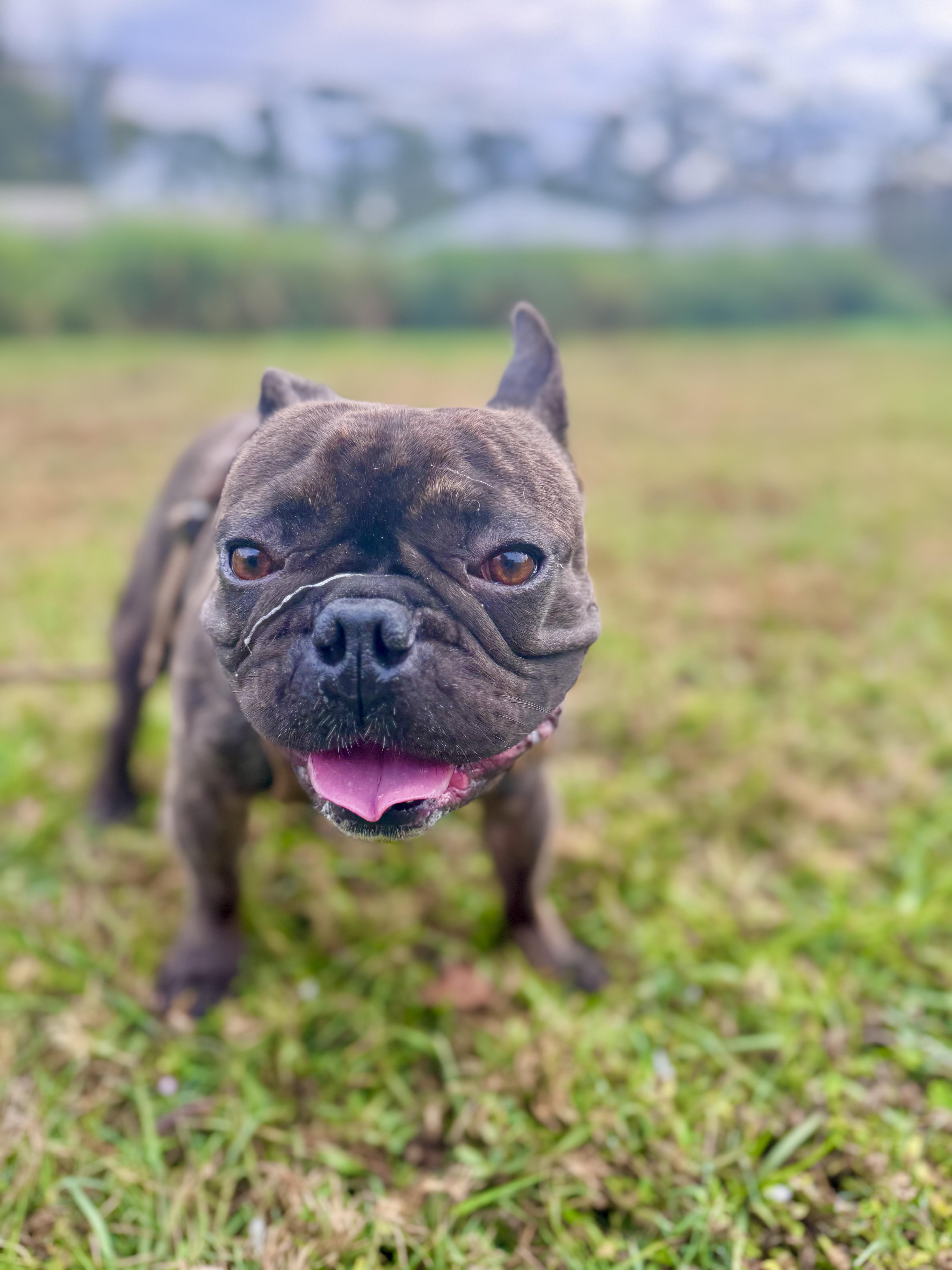 Enlarge Tucker , an adopted French Bulldog in Sebring, FL image 3/3