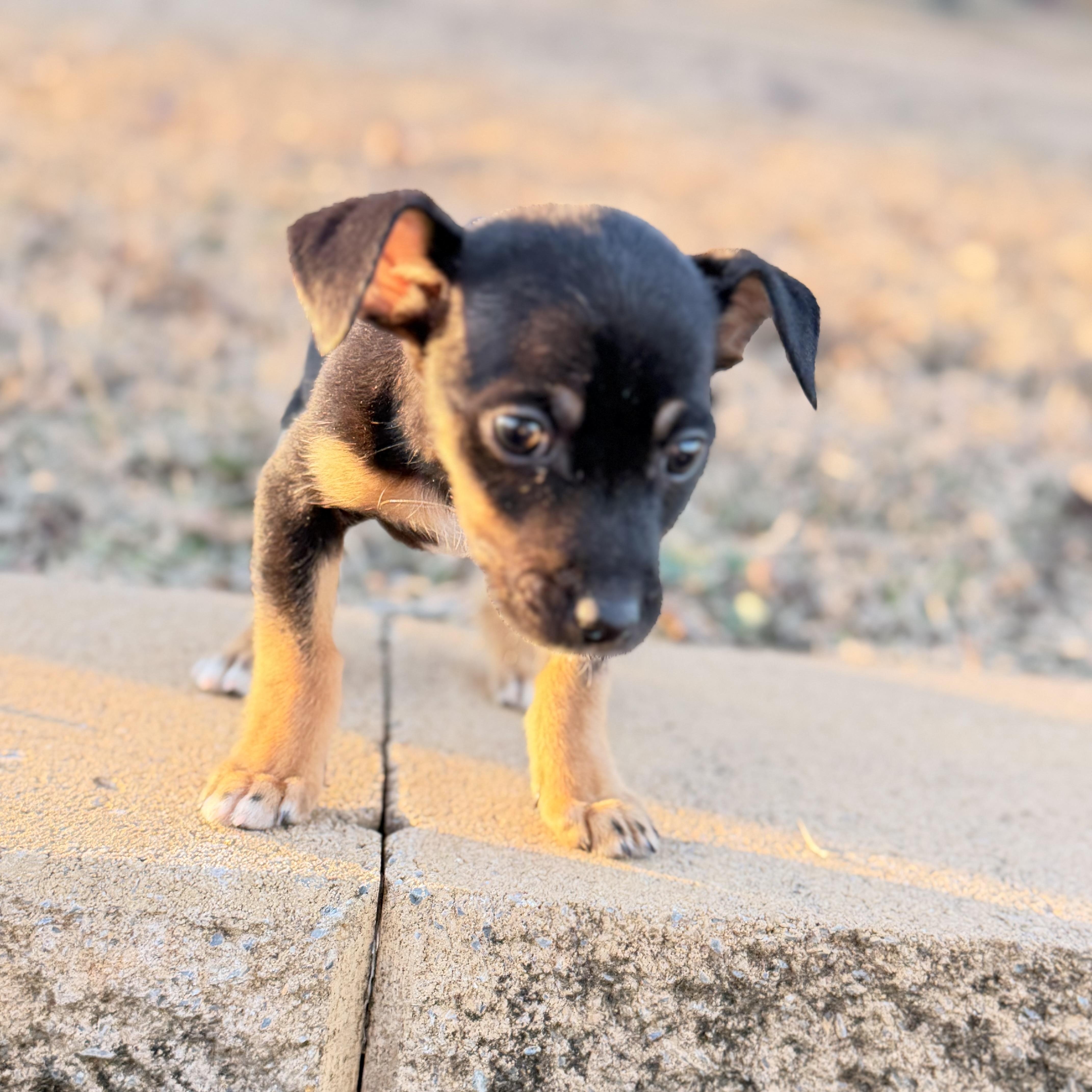 Enlarge Annie, a hold mixed breed in Warrior, AL image 4/6