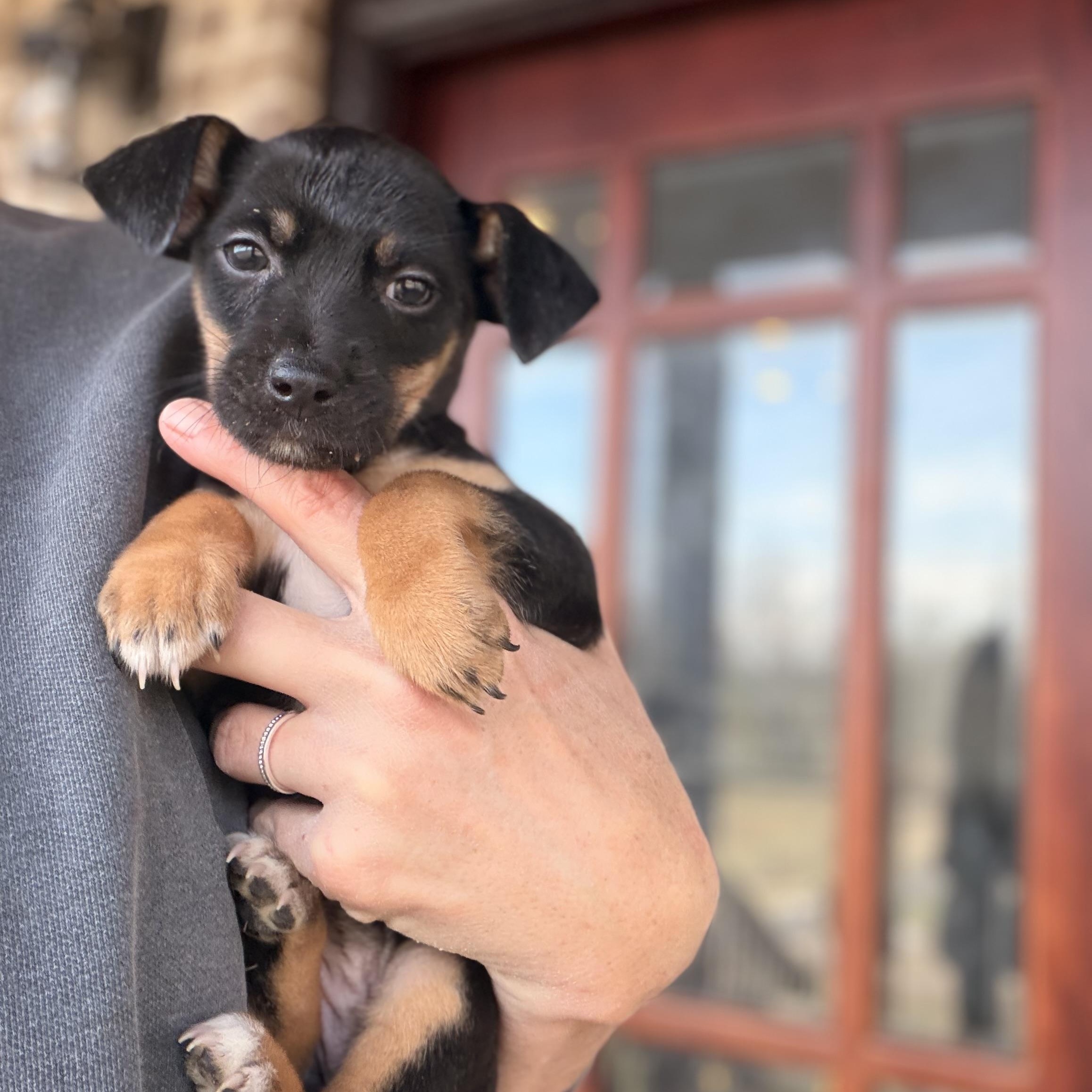 Enlarge Annie, a hold mixed breed in Warrior, AL image 2/6