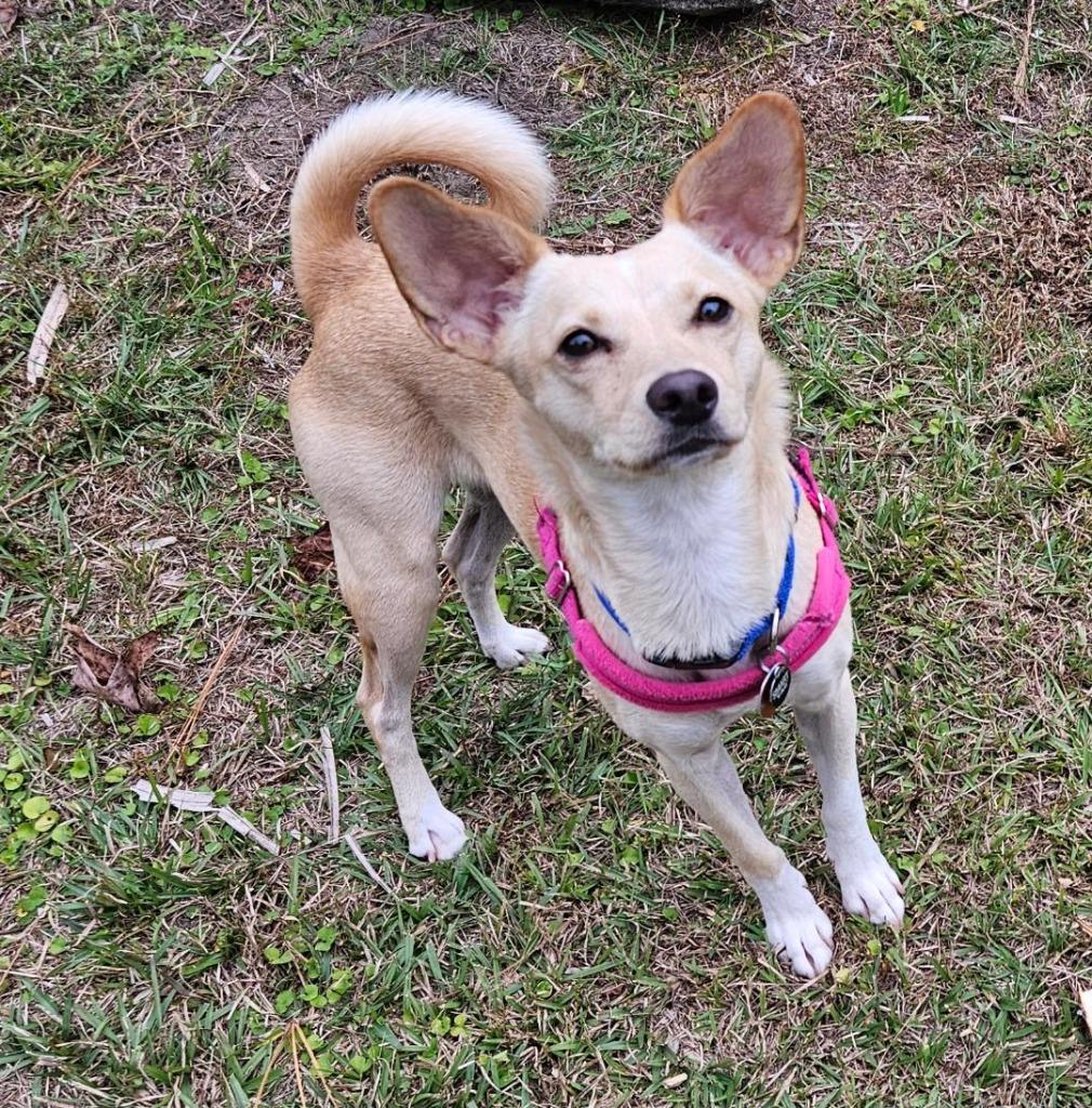 Enlarge Buttercup, a Adopted mixed breed in Hardeeville, SC image 1/1