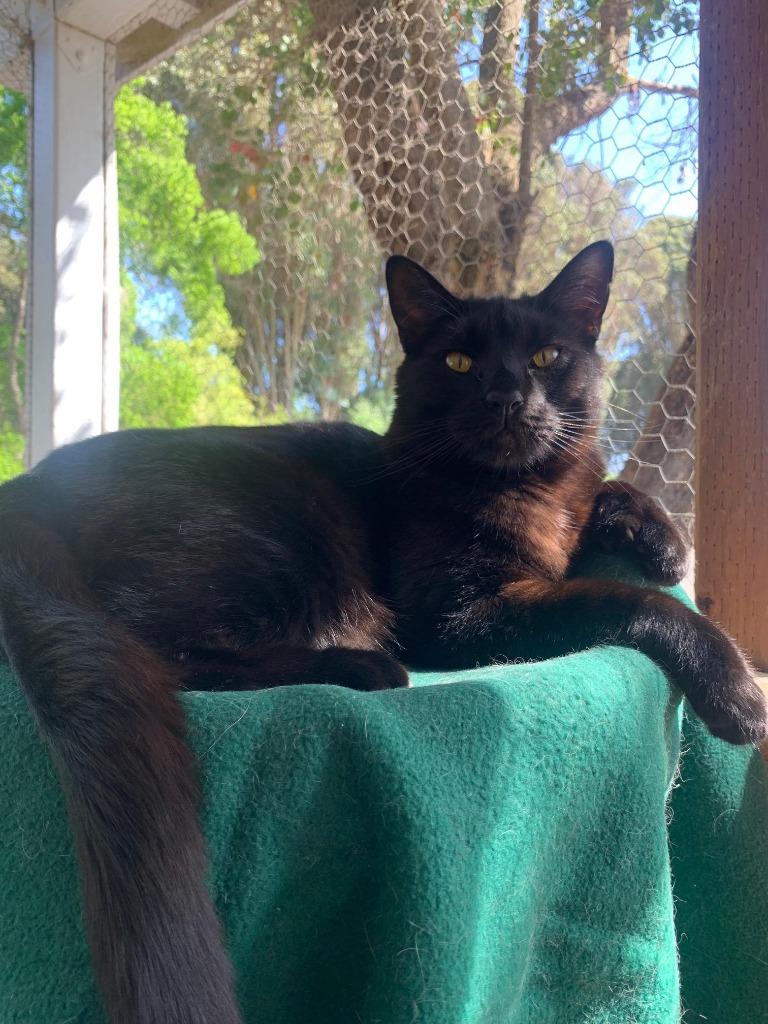 Chip, Adoptable, Adult Male Extra-Toes Cat / Hemingway Polydactyl.