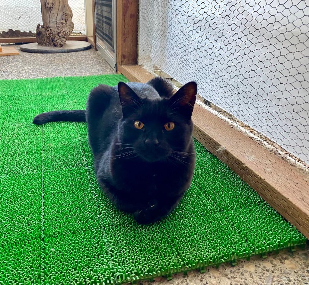 Enlarge Chip, a Adoptable Extra-Toes Cat / Hemingway Polydactyl in Napa, CA image 2/5