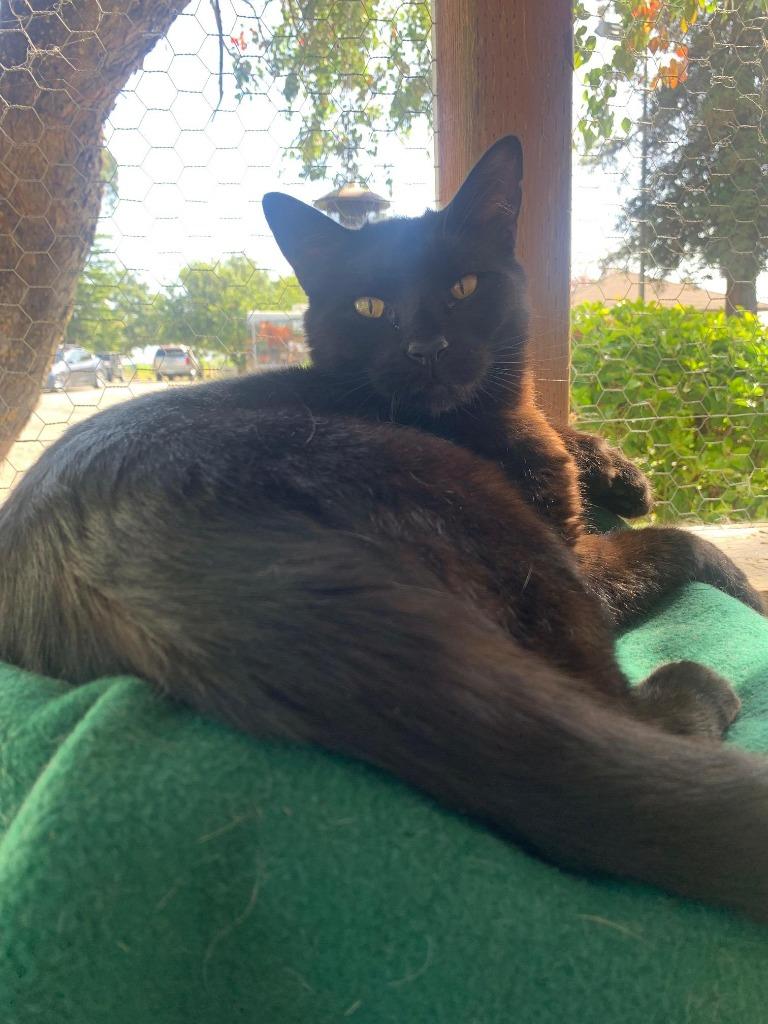 Enlarge Chip, a Adoptable Extra-Toes Cat / Hemingway Polydactyl in Napa, CA image 3/5
